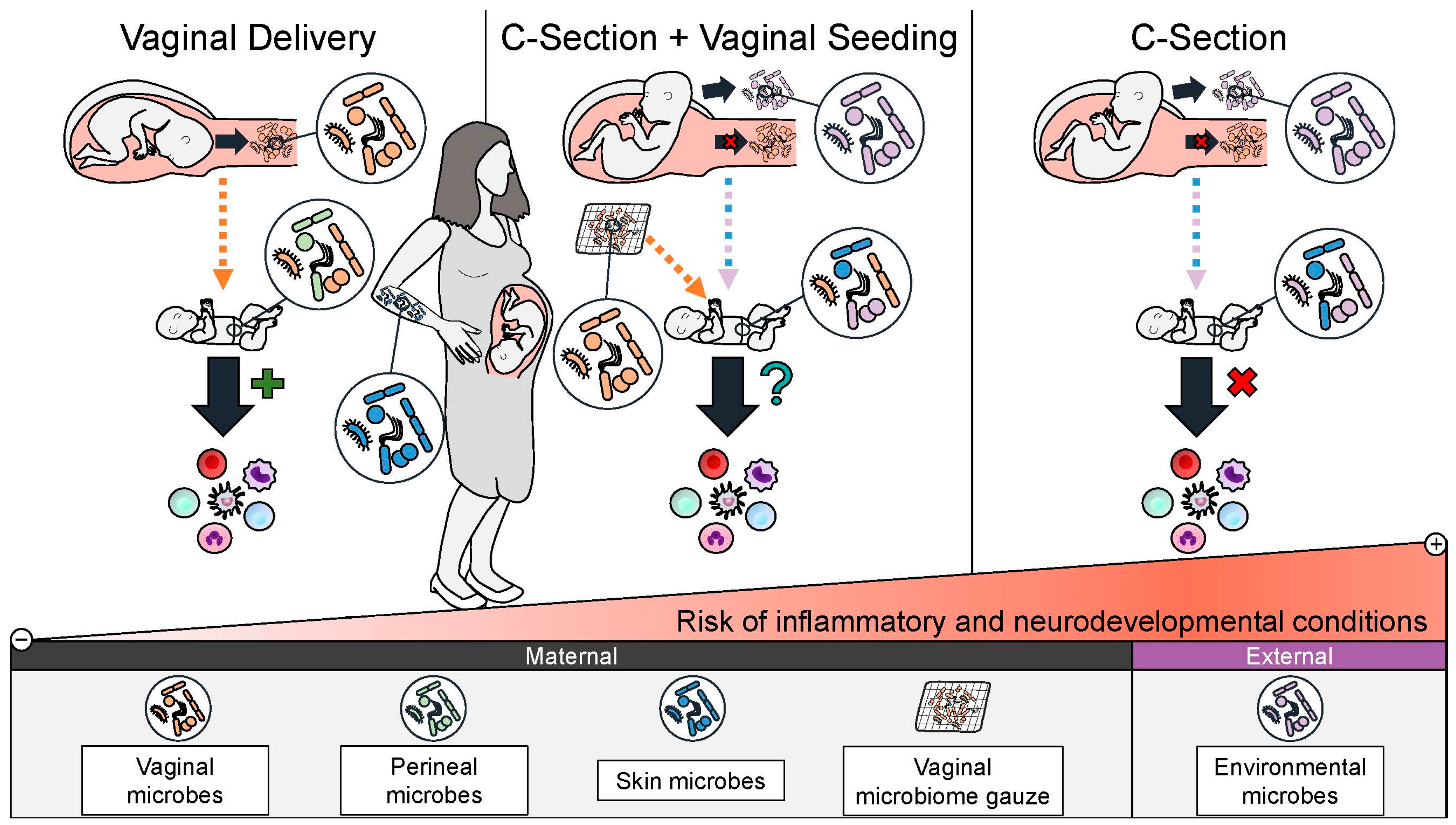 Microorganisms 13 01236 g002