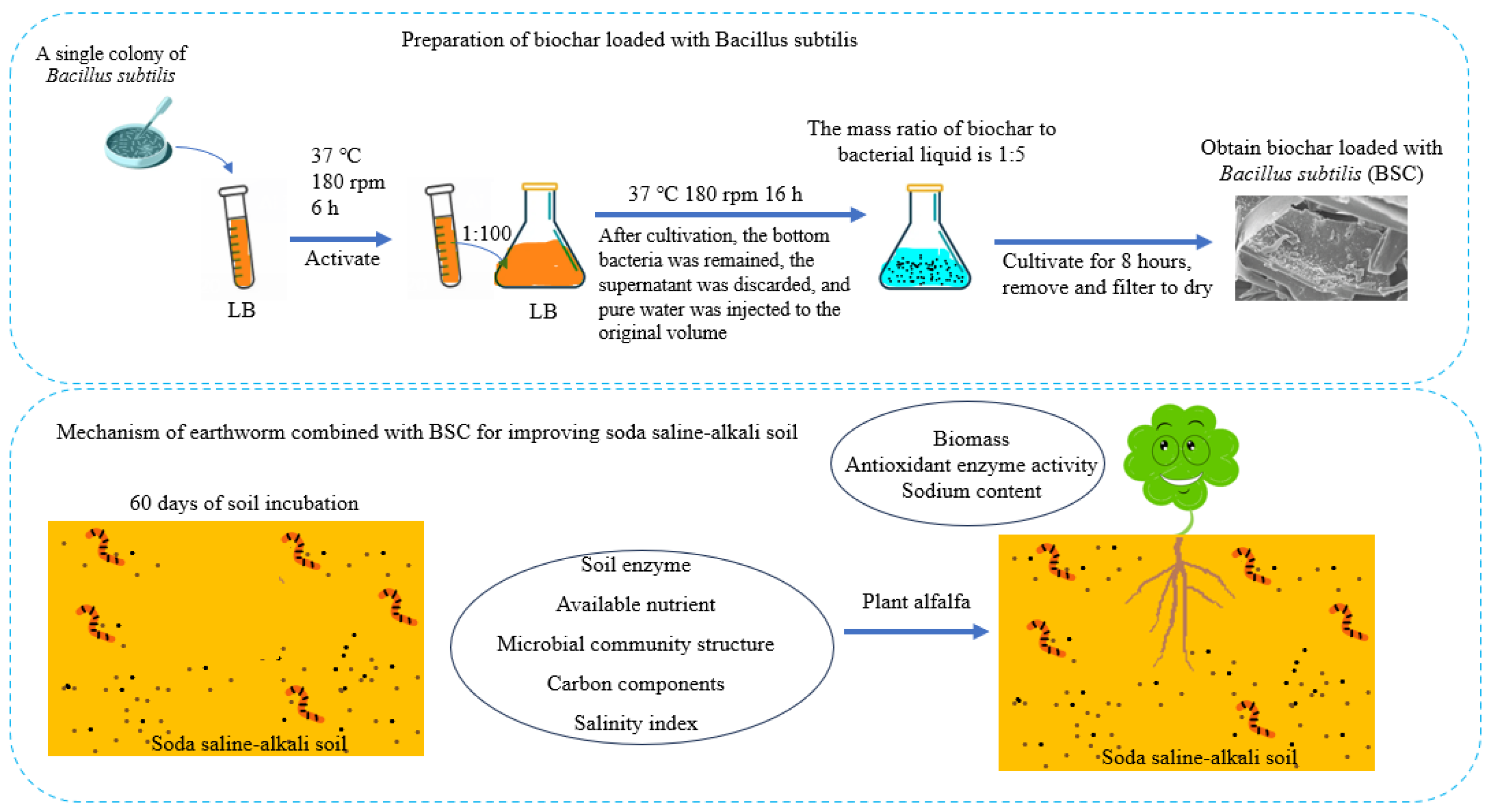 Microorganisms 13 01243 g001