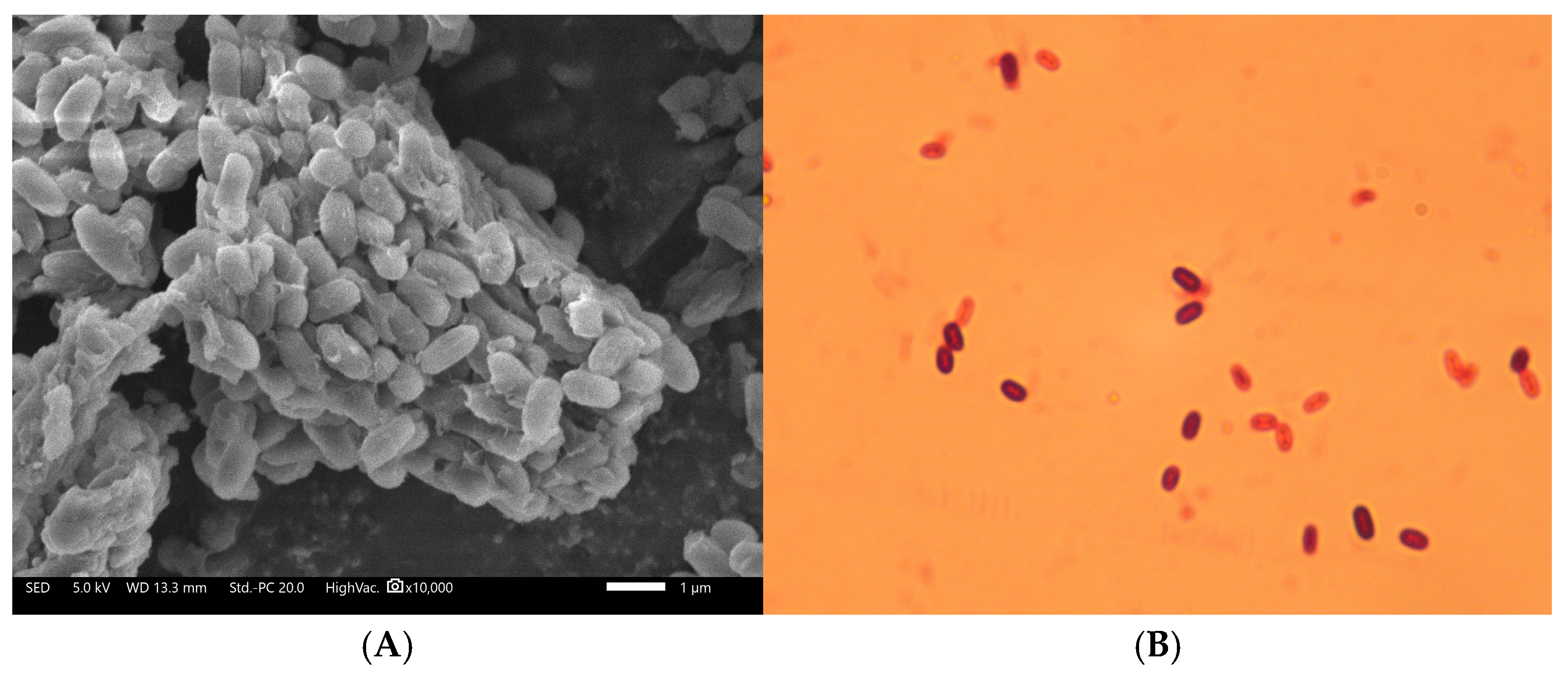 Microorganisms 13 01244 g002