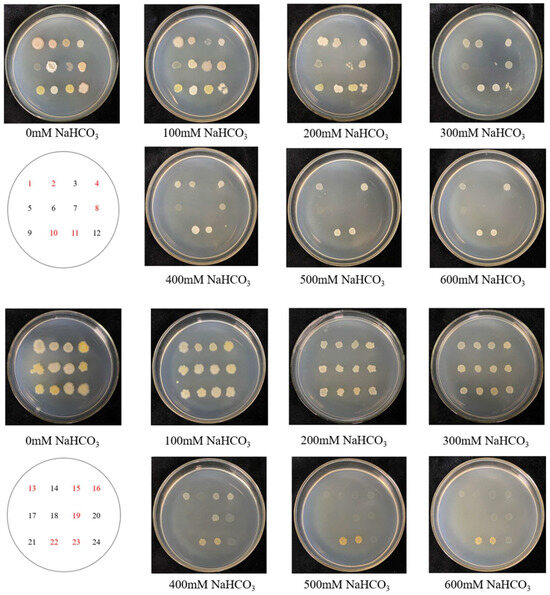 The Plant Growth-Promoting Bacterium Bacillus cereus LpBc-47 Can