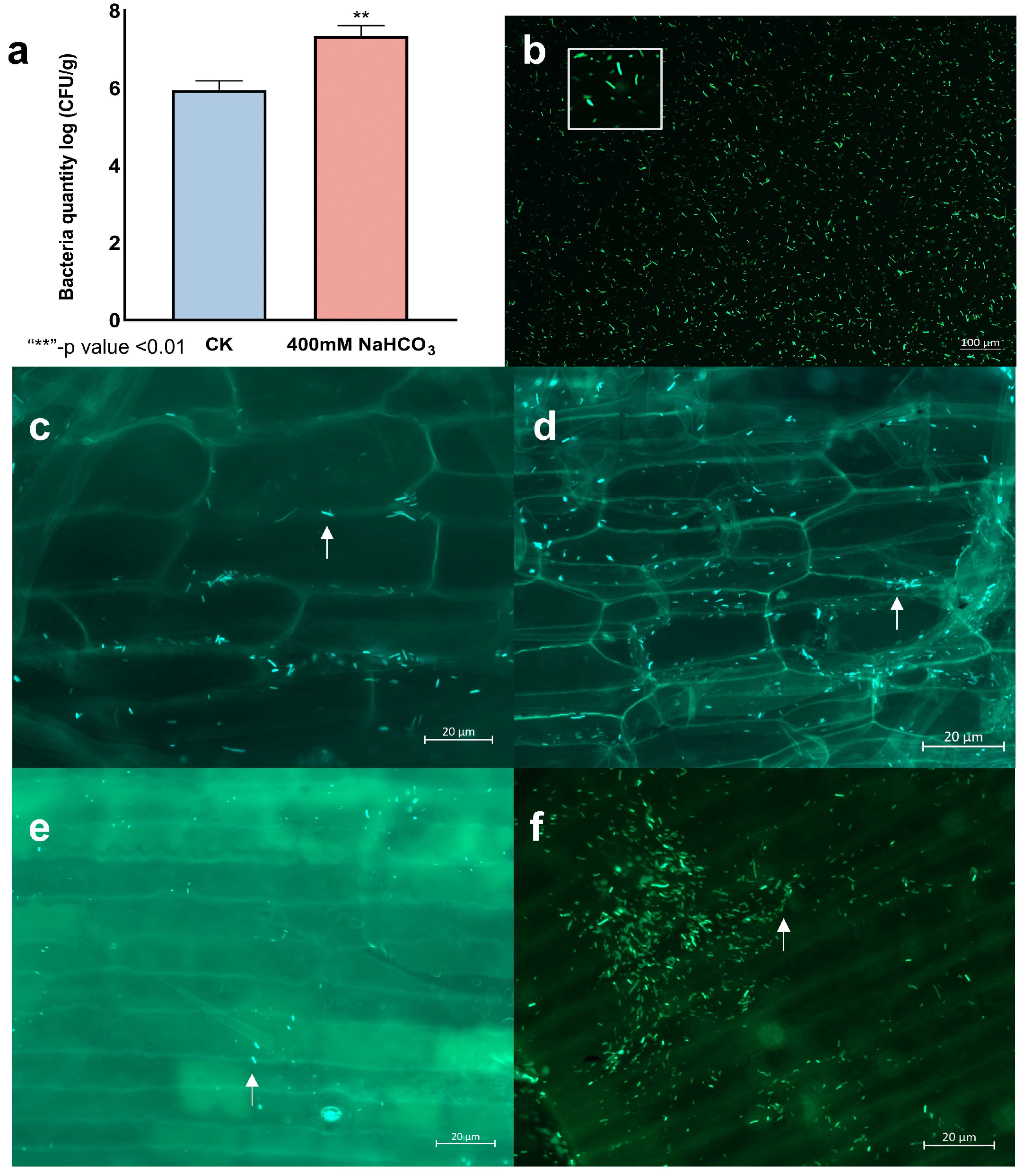 Microorganisms 13 01248 g007