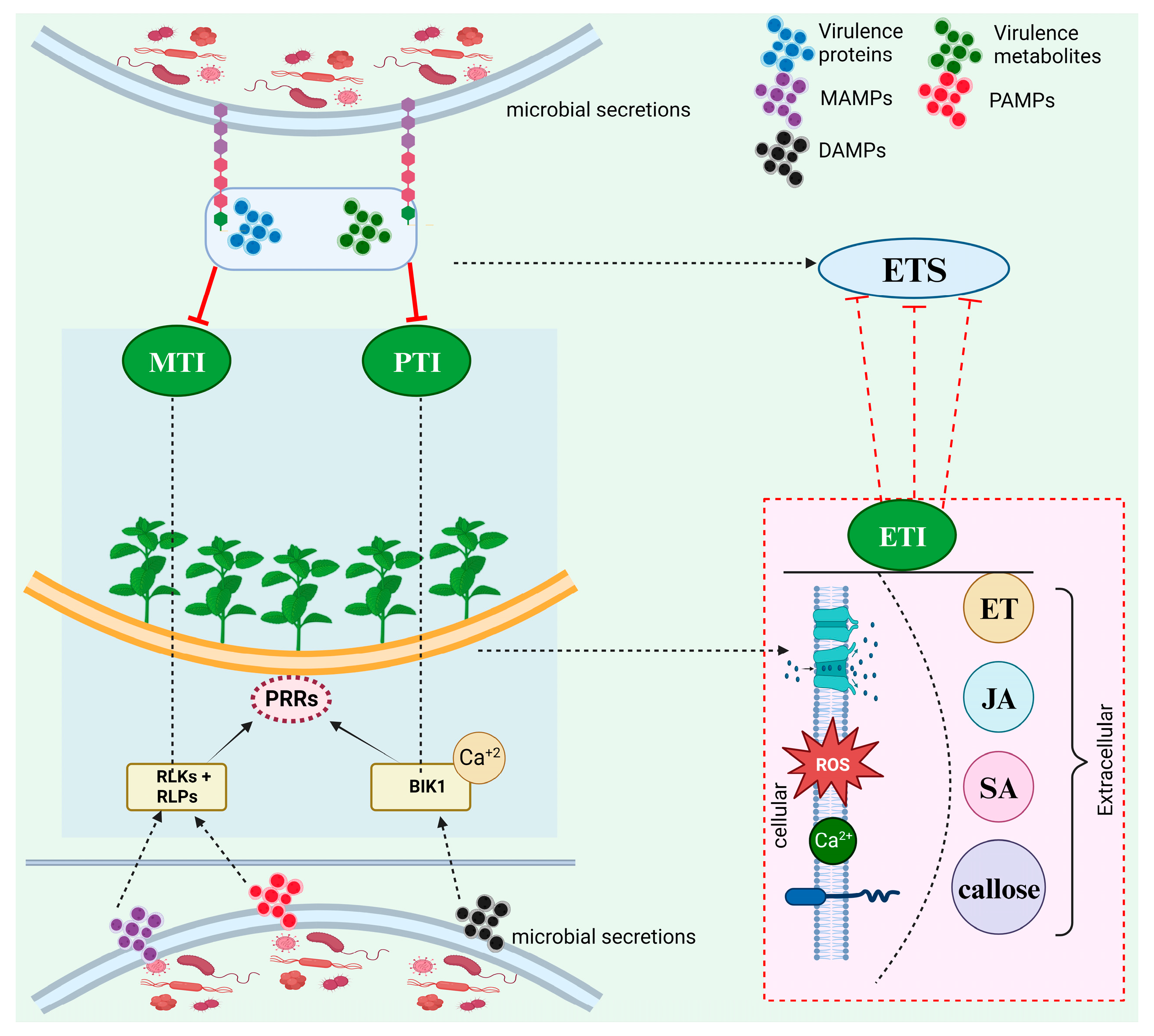 Microorganisms 13 01251 g001