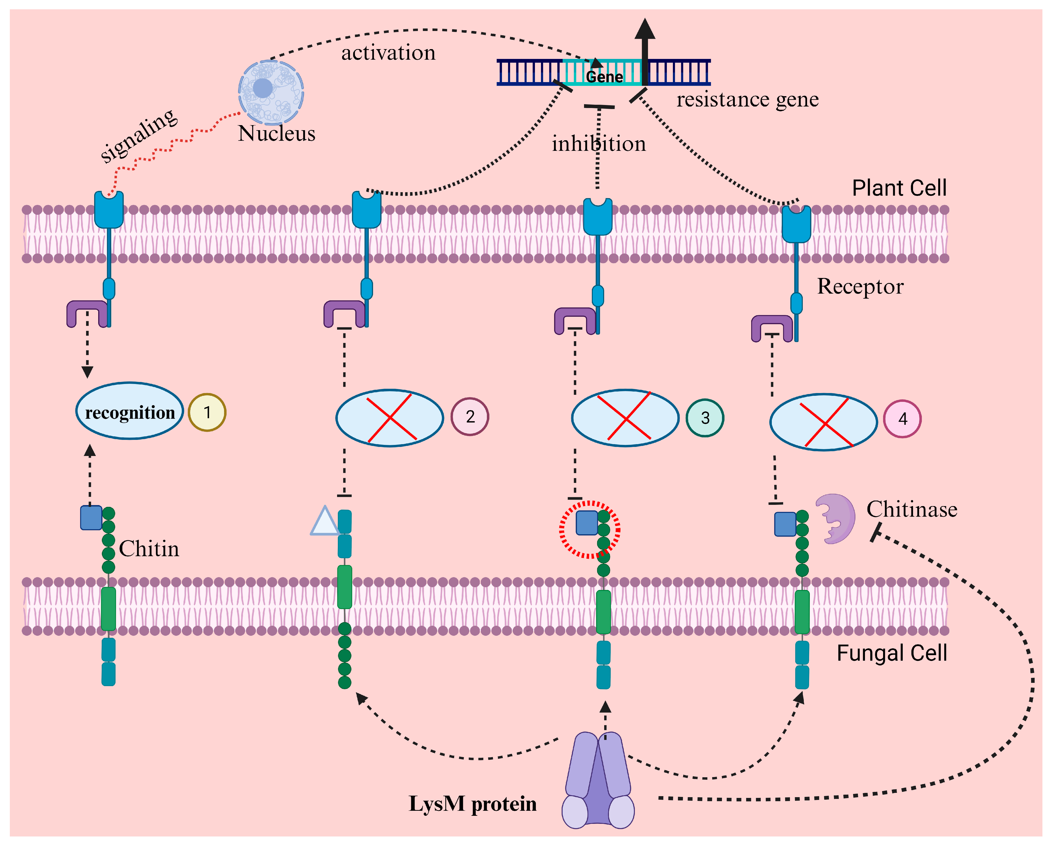 Microorganisms 13 01251 g003