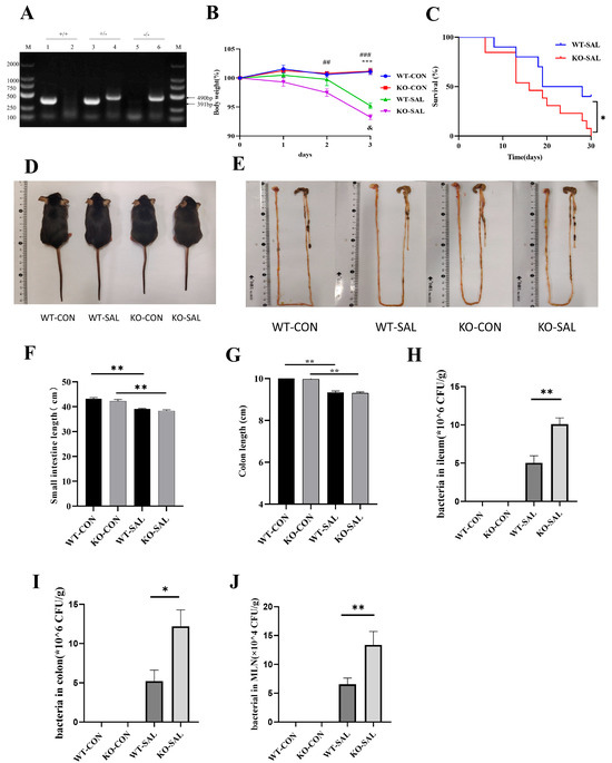 colon  The Impact of TRIM67 Knockout on Early Intestinal