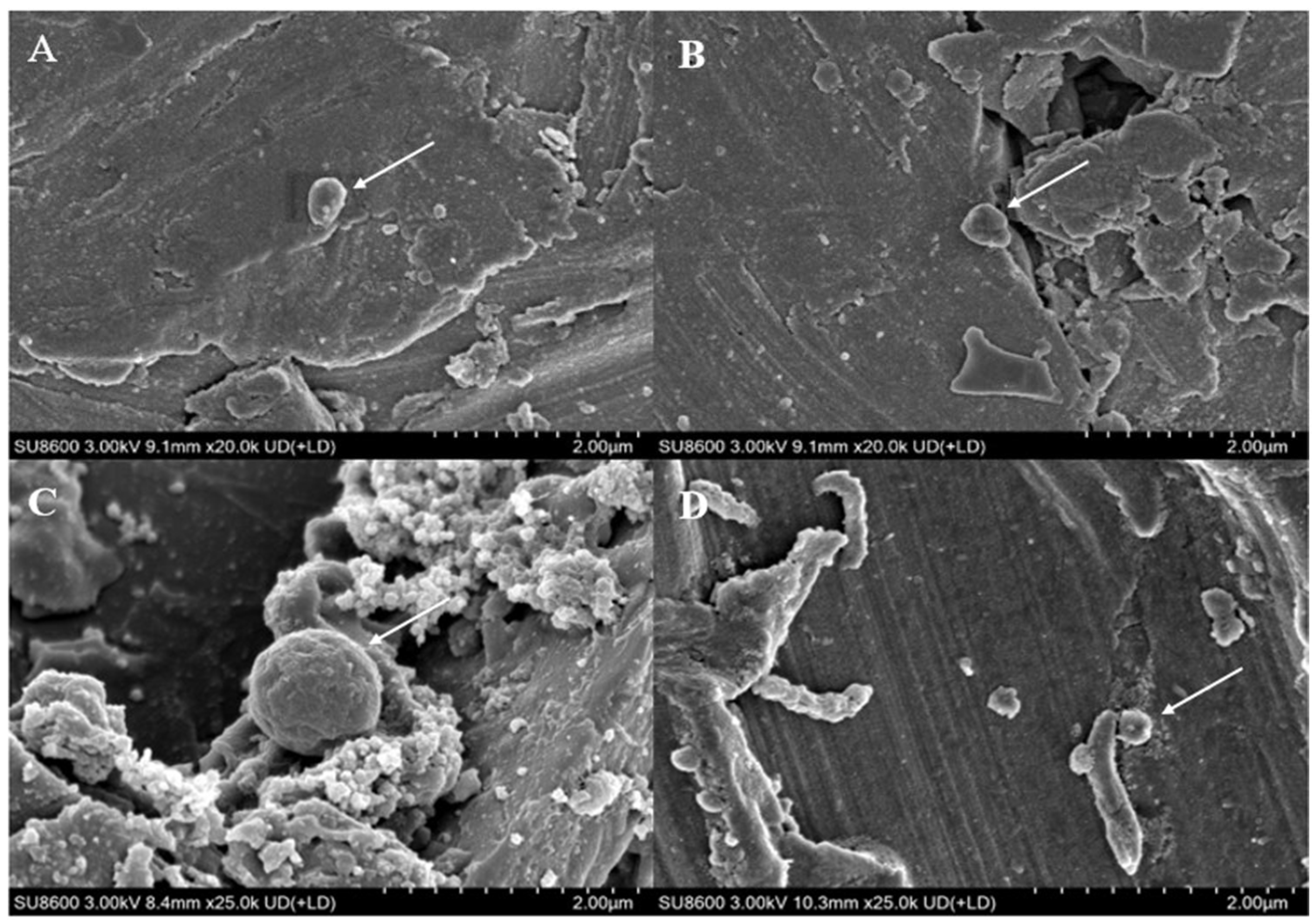 Microorganisms 13 01278 g003