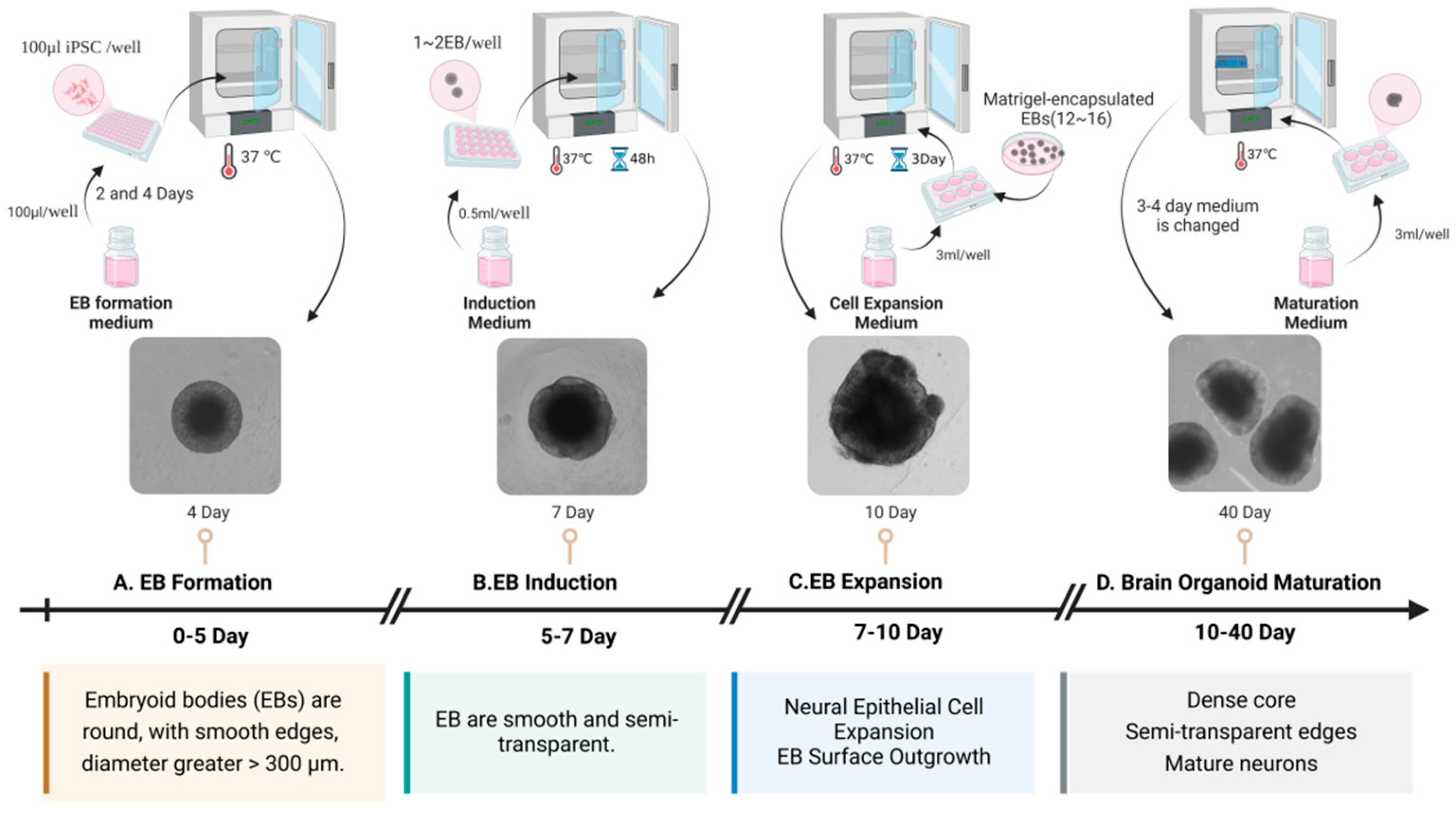 Microorganisms 13 01281 g002