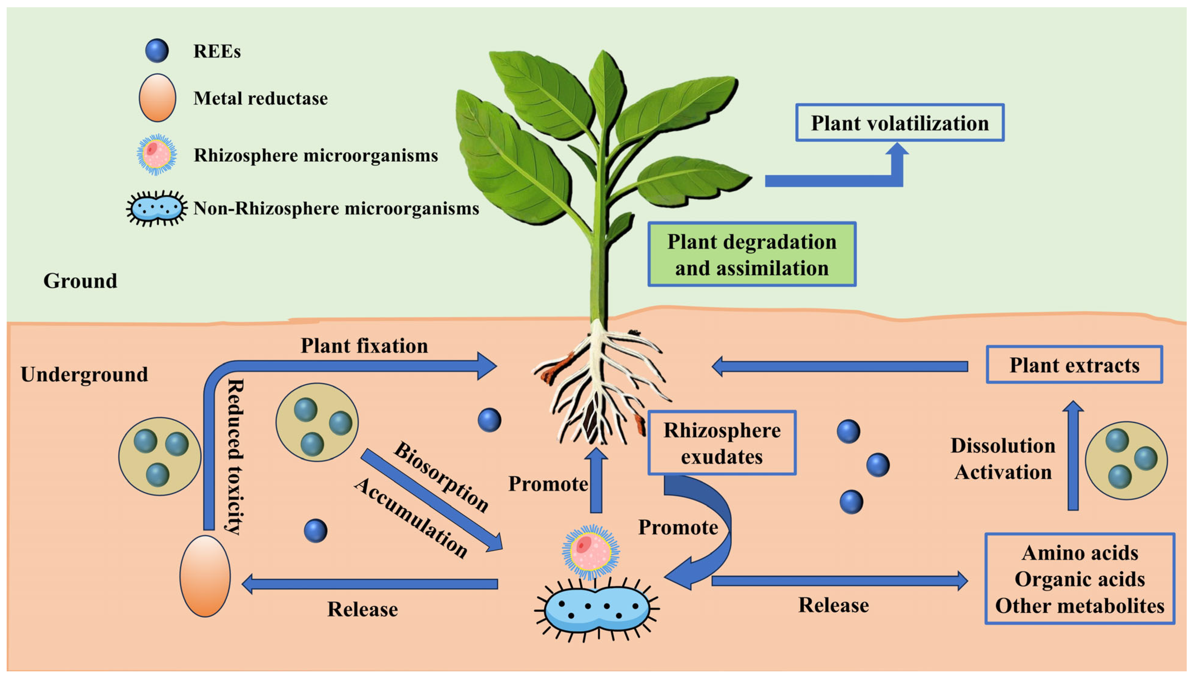 Microorganisms 13 01282 g001