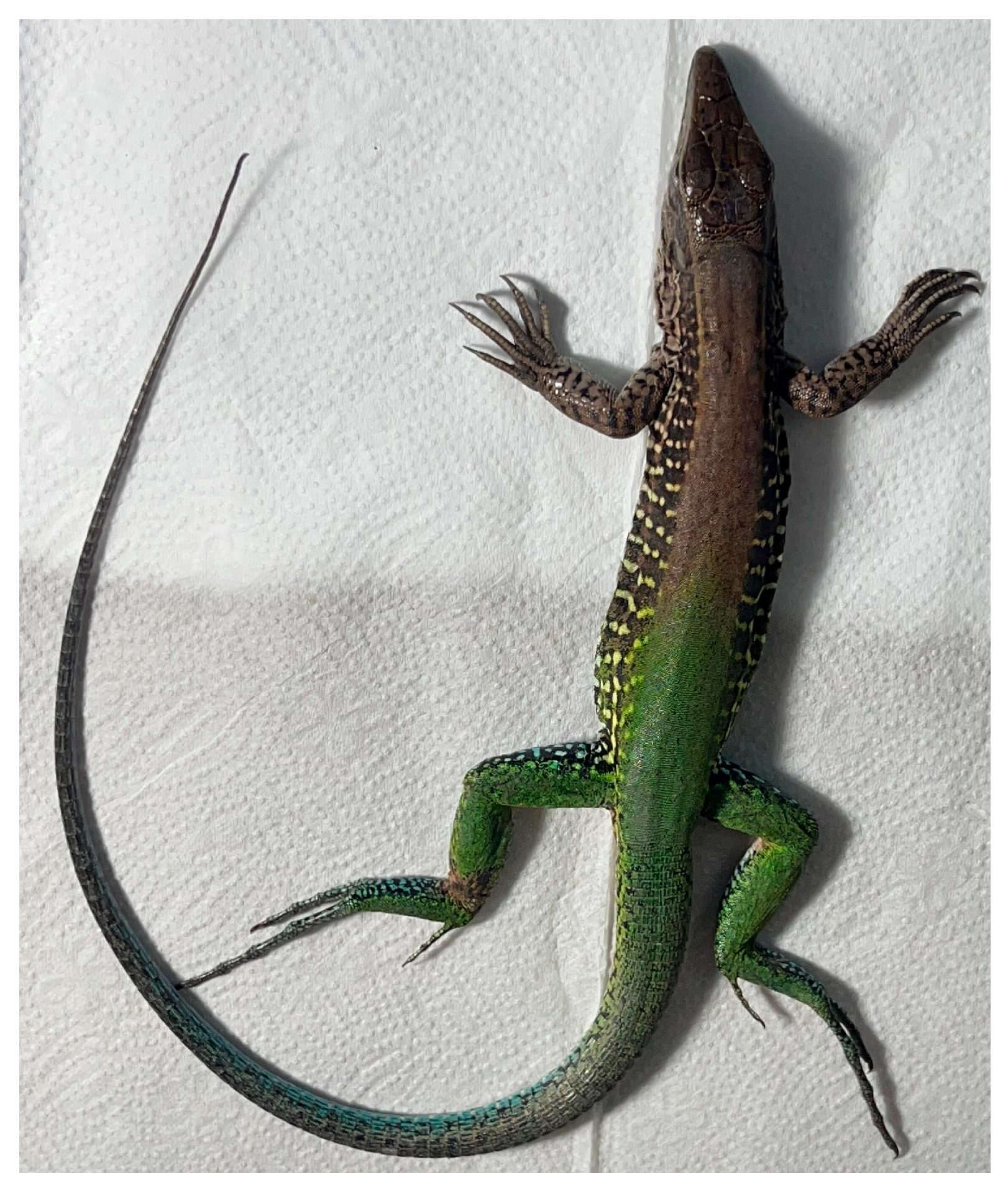 Microorganisms 13 01286 g002