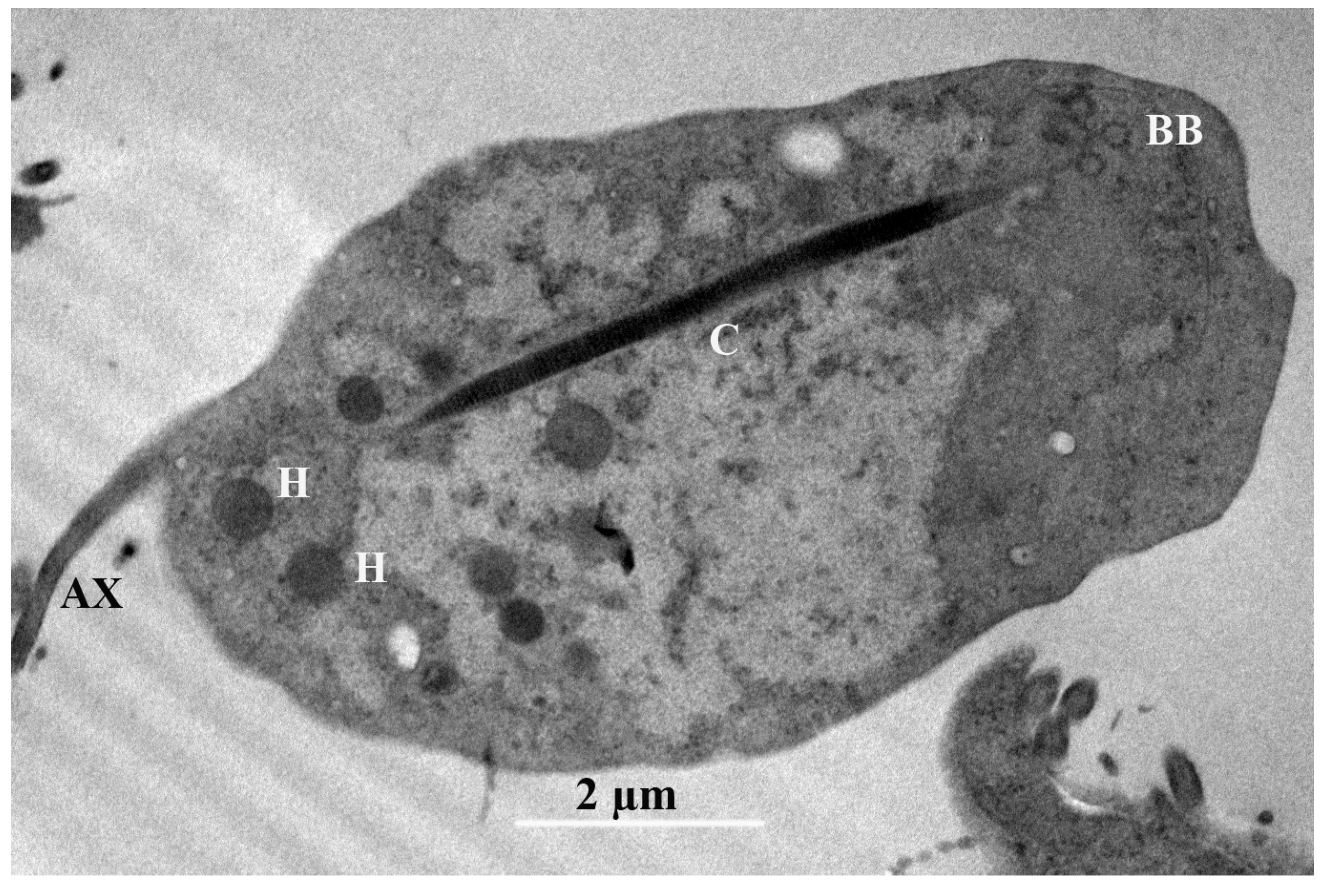 Microorganisms 13 01286 g005