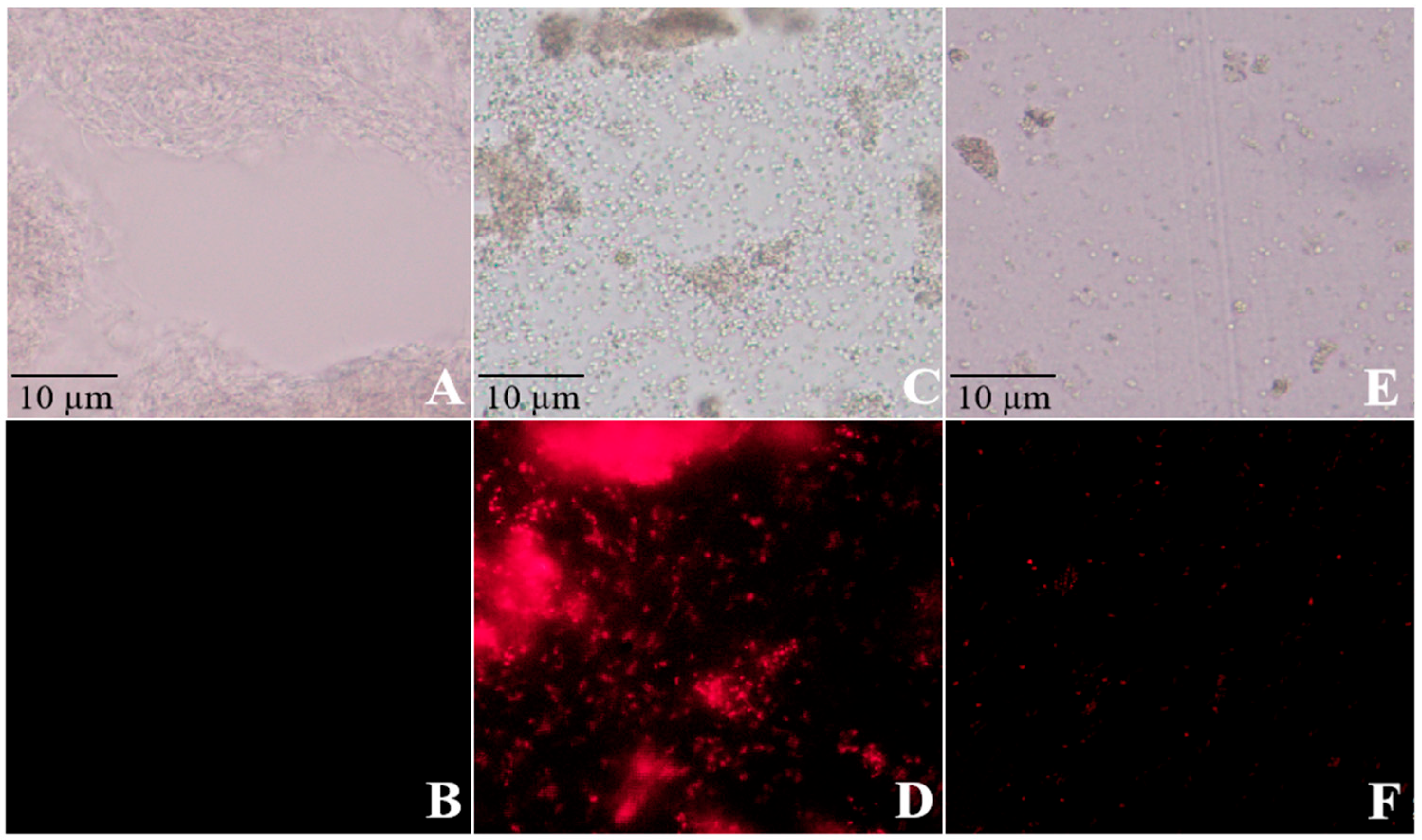 Microorganisms 13 01288 g003