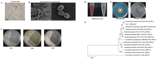 Isolation and Identification of Burkholderia stagnalis YJ-2 from