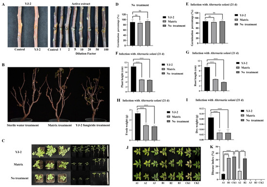 Isolation and Identification of Burkholderia stagnalis YJ-2 from