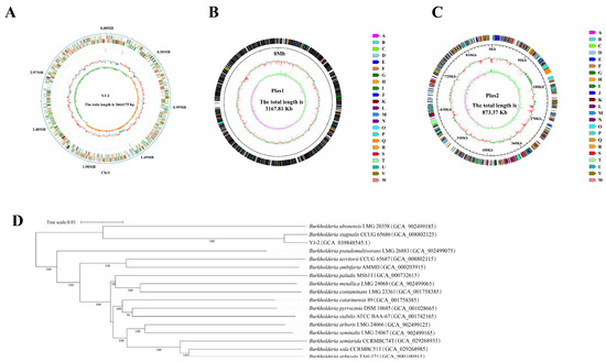 Isolation and Identification of Burkholderia stagnalis YJ-2
