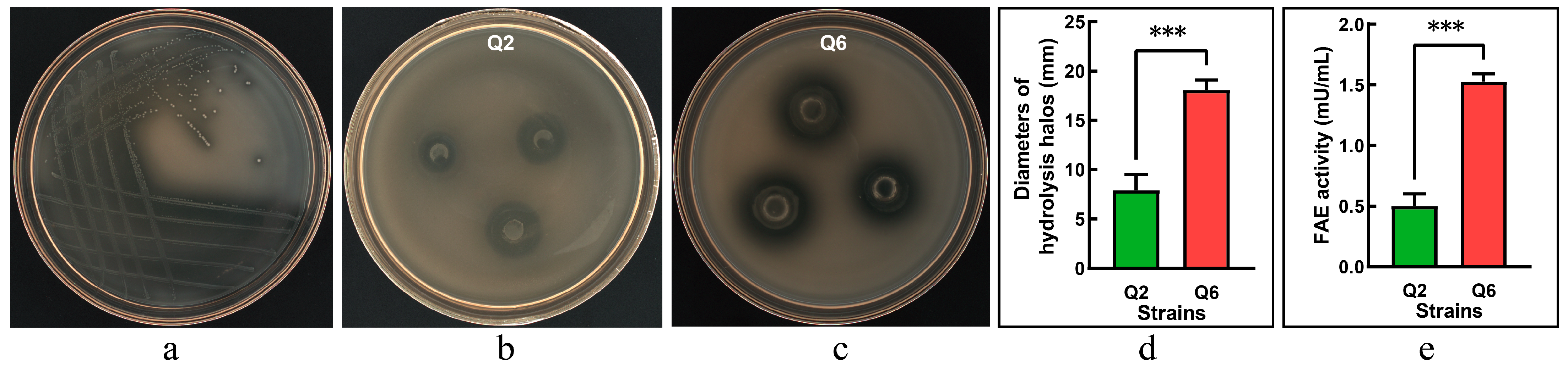 Microorganisms 13 01295 g001