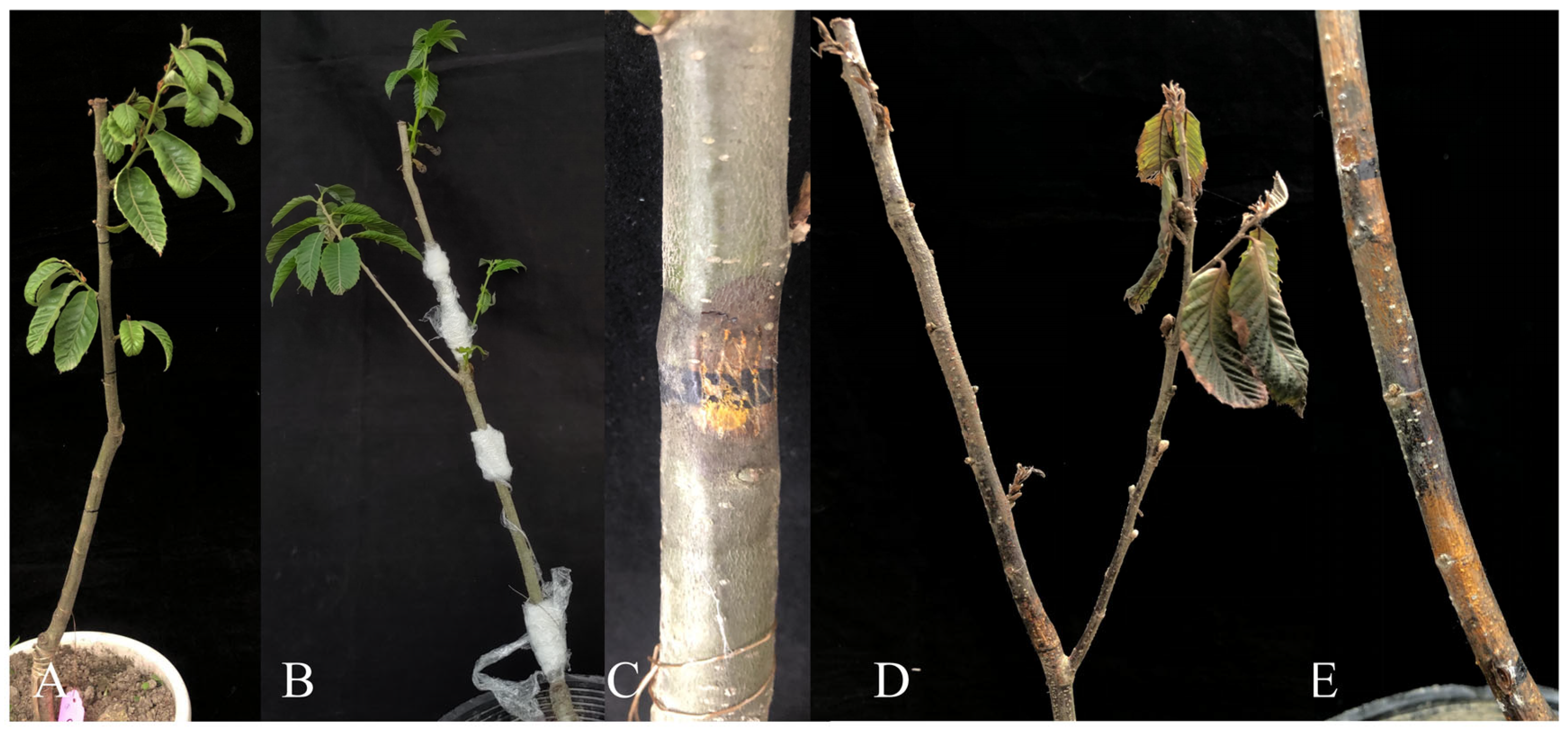 Microorganisms 13 01302 g006