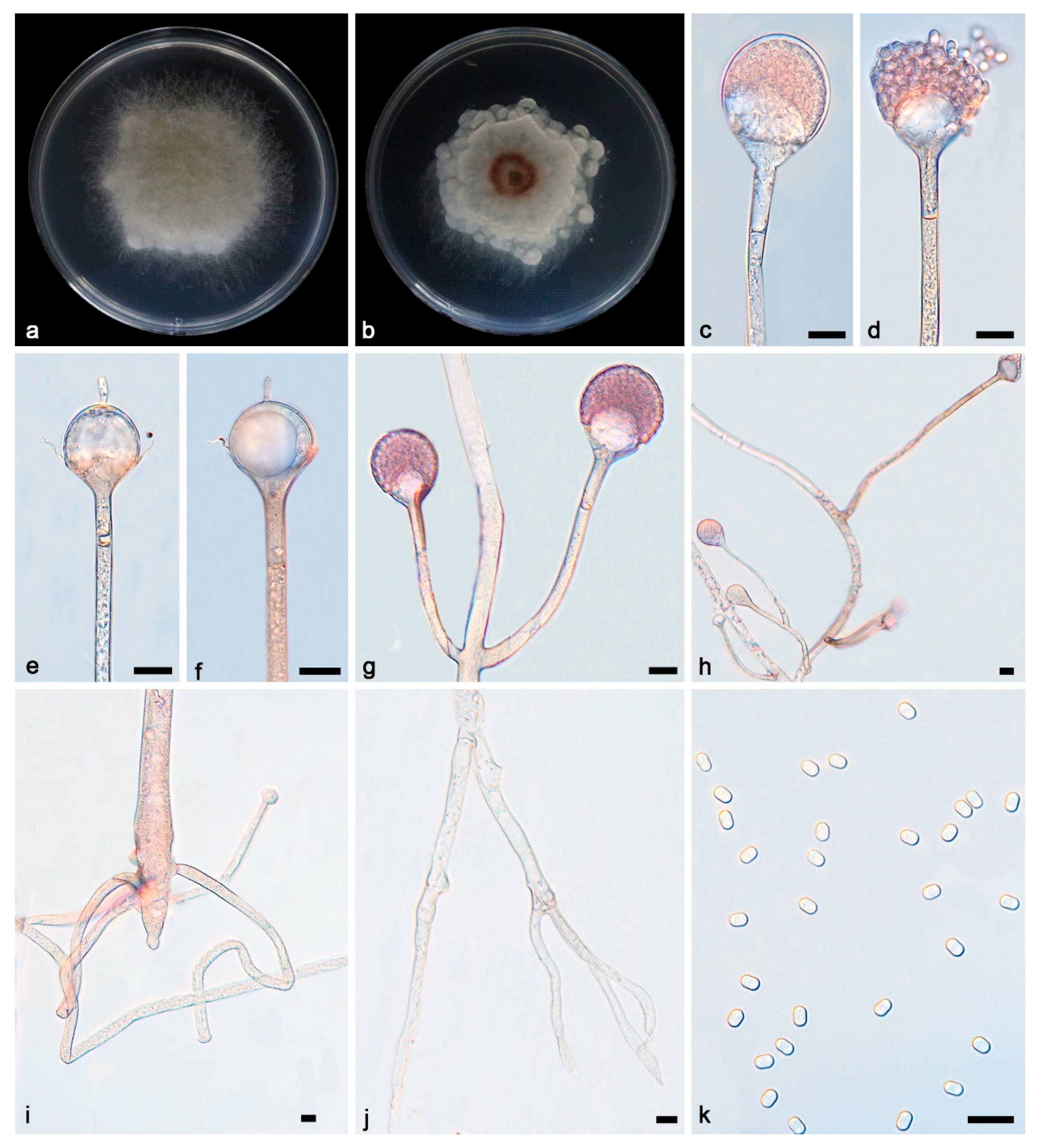 Microorganisms 13 01315 g002