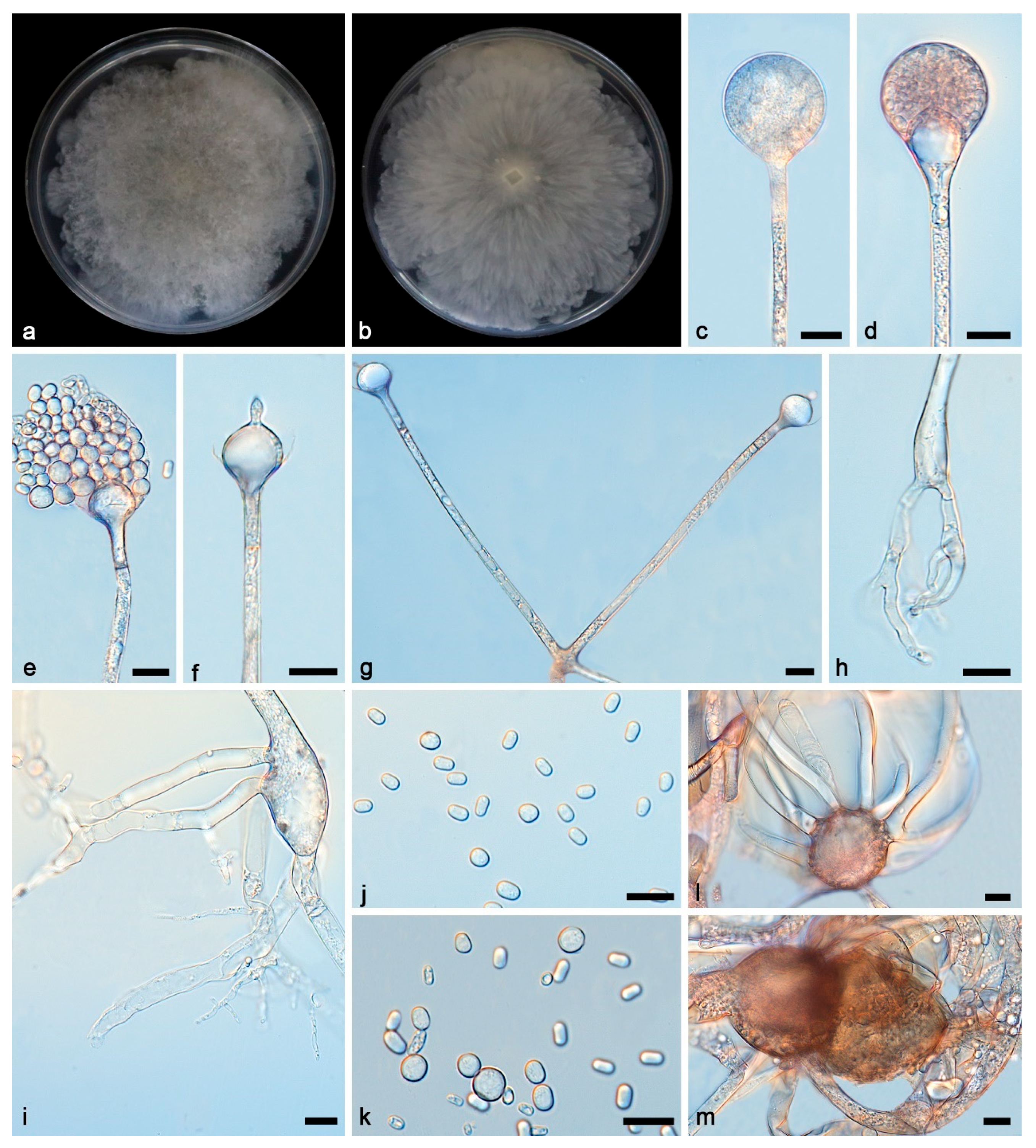 Microorganisms 13 01315 g003