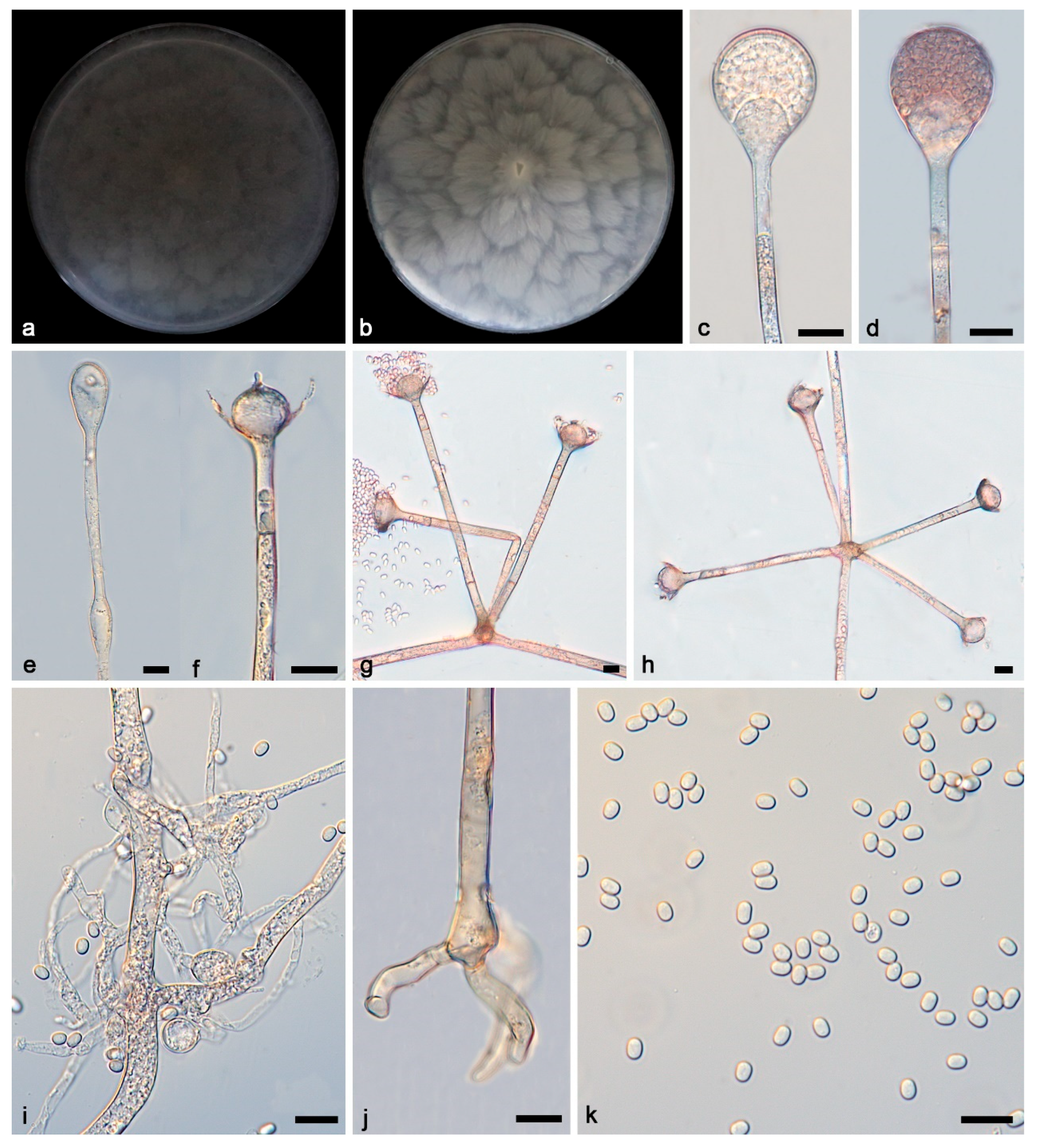 Microorganisms 13 01315 g005