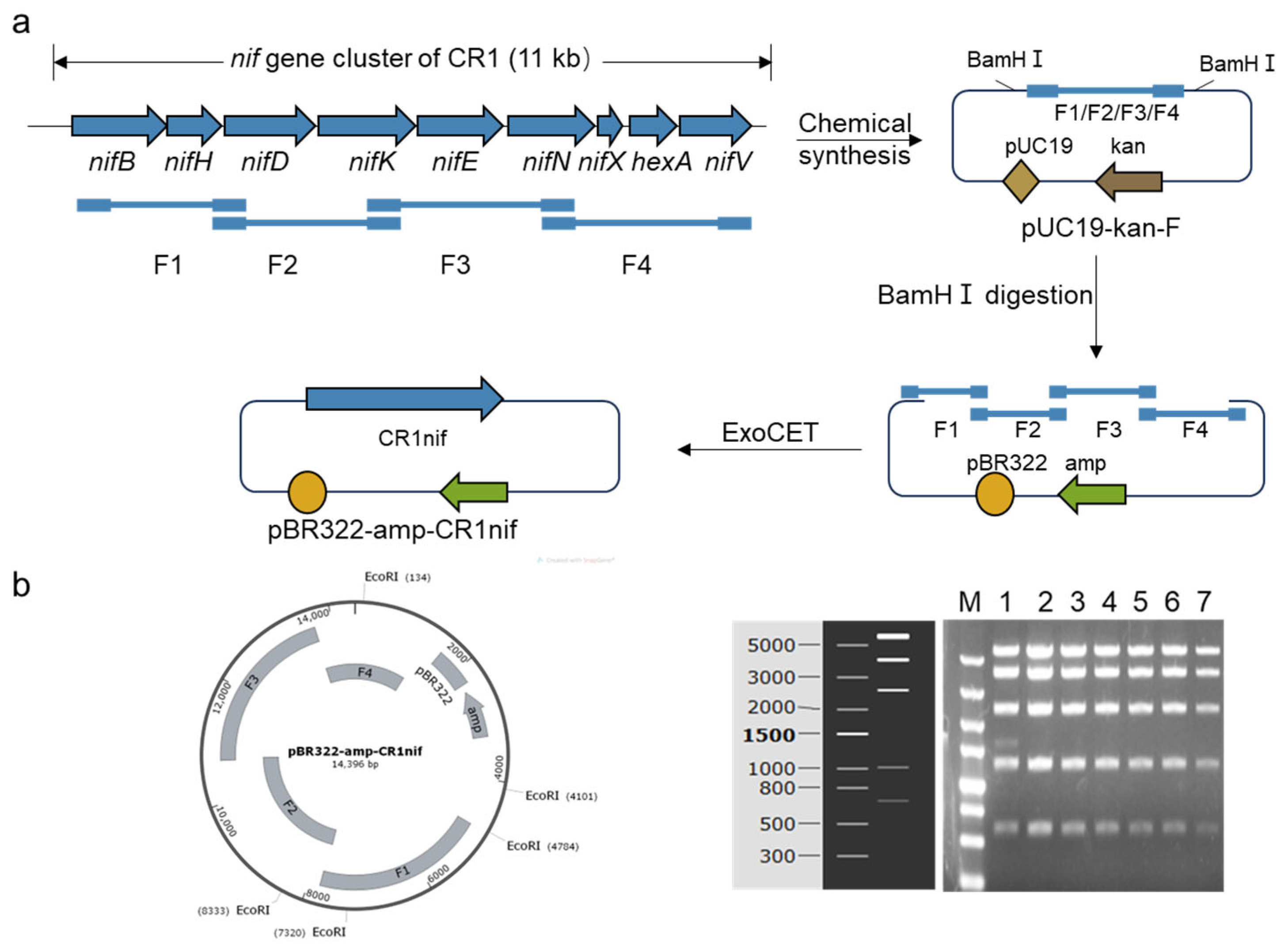 Microorganisms 13 01320 g001