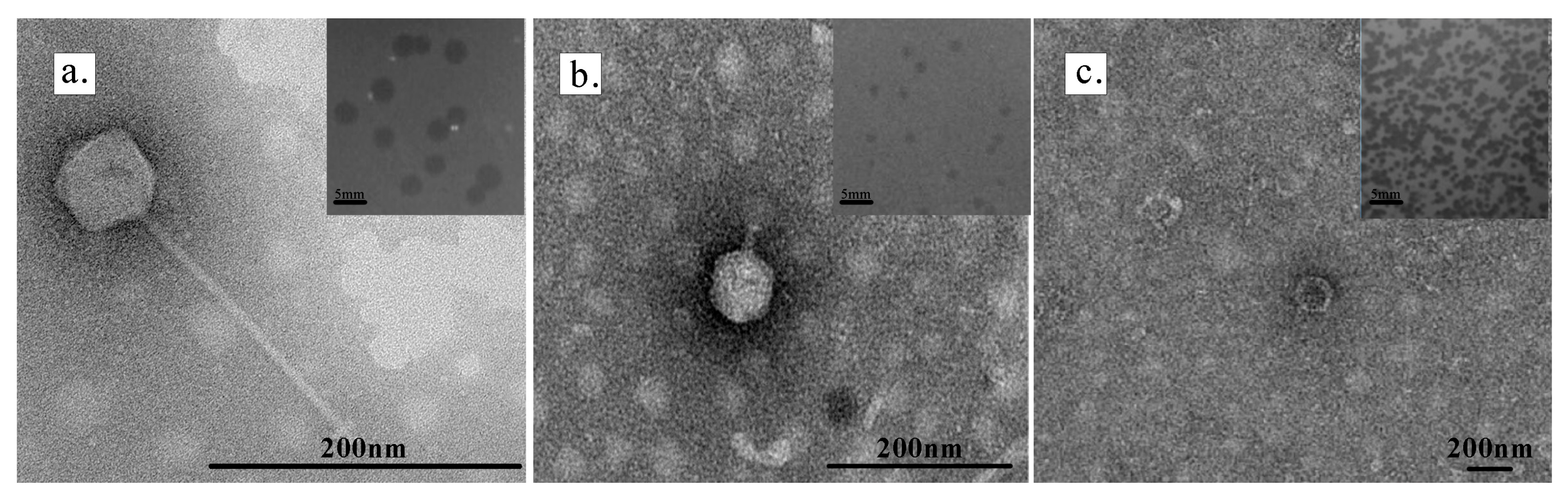 Microorganisms 13 01324 g001