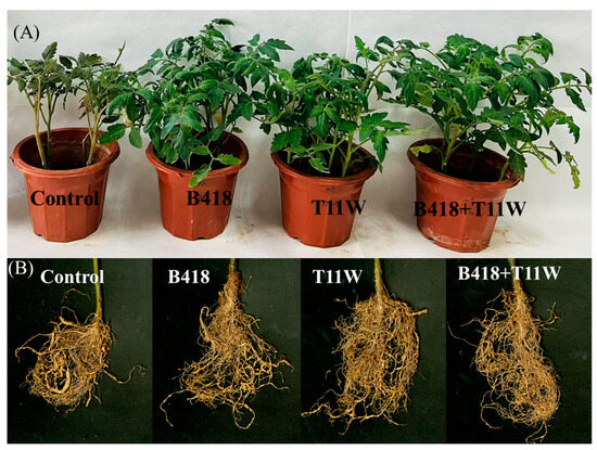 Co-Inoculating Burkholderia vietnamiensis B418 and Trichoderma