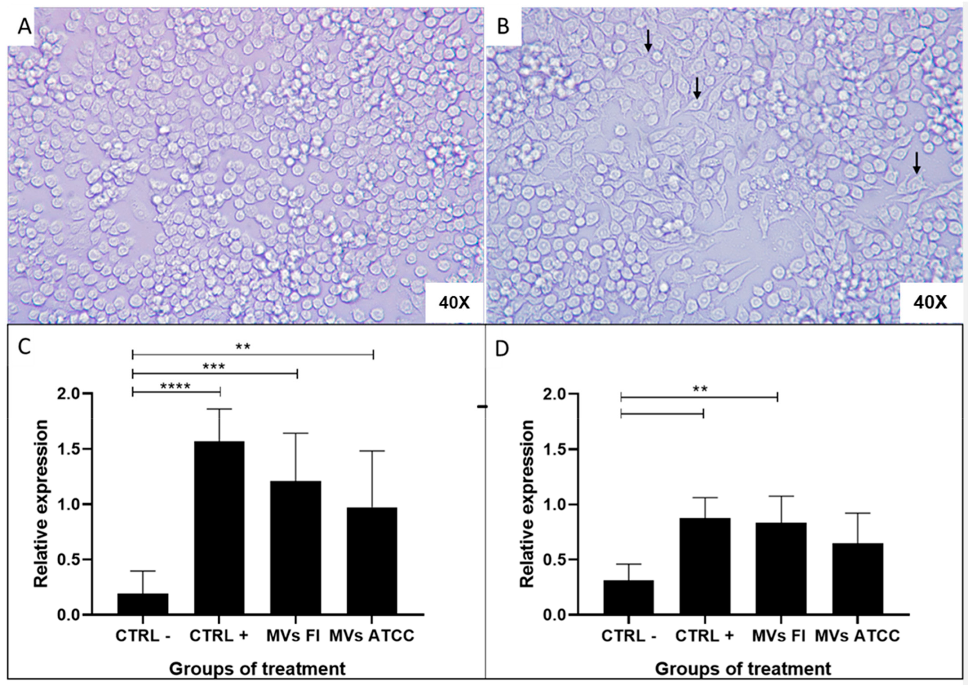 Microorganisms 13 01341 g006
