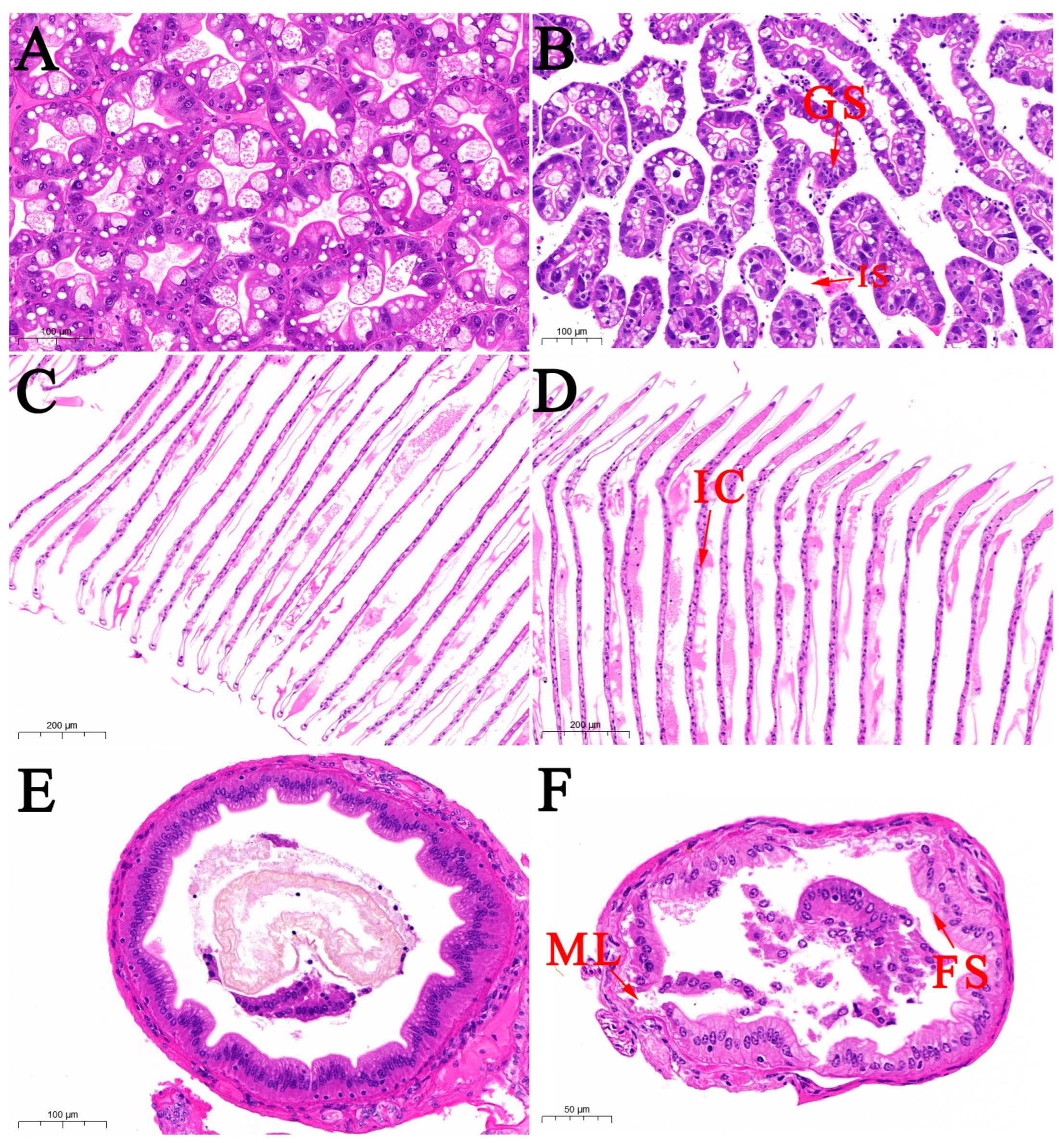 Microorganisms 13 01343 g002