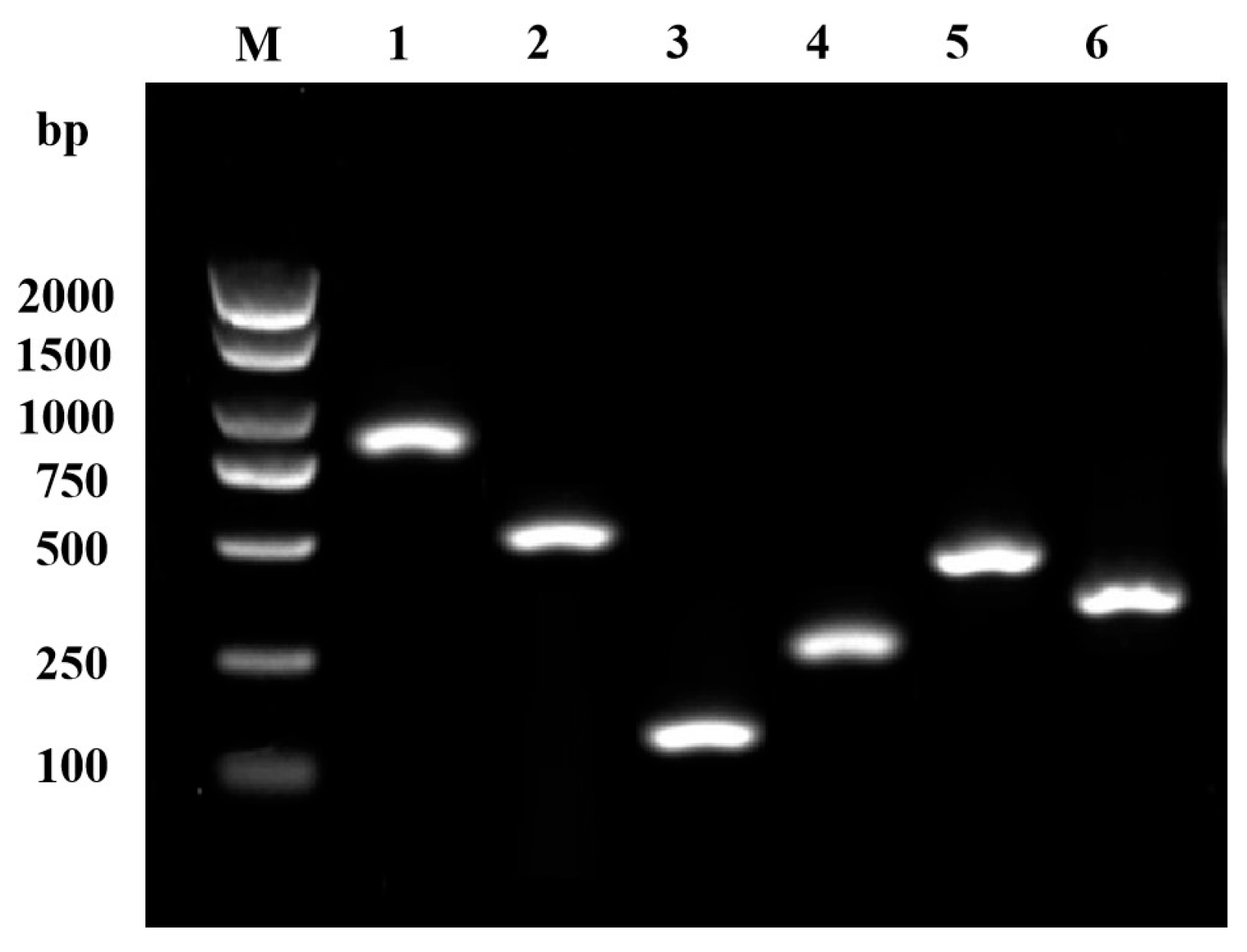 Microorganisms 13 01343 g005