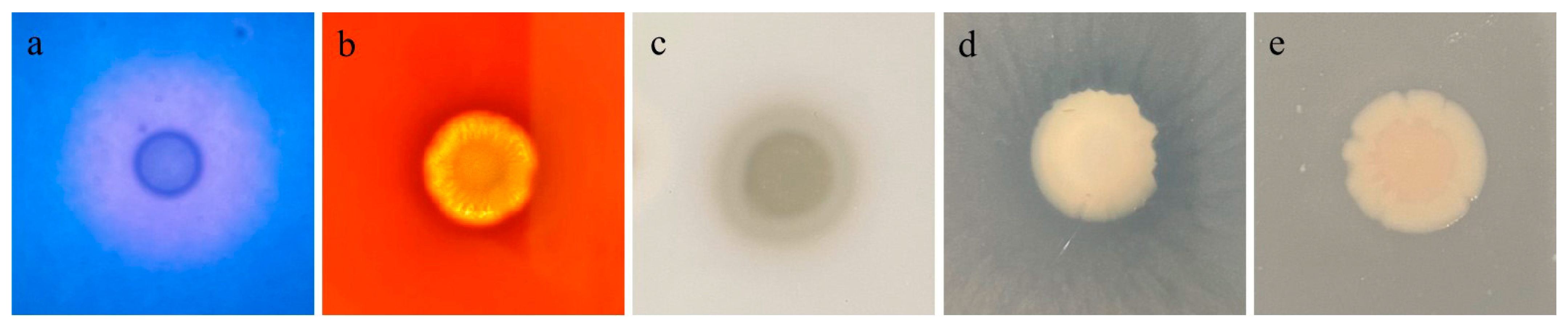 Microorganisms 13 01343 g006