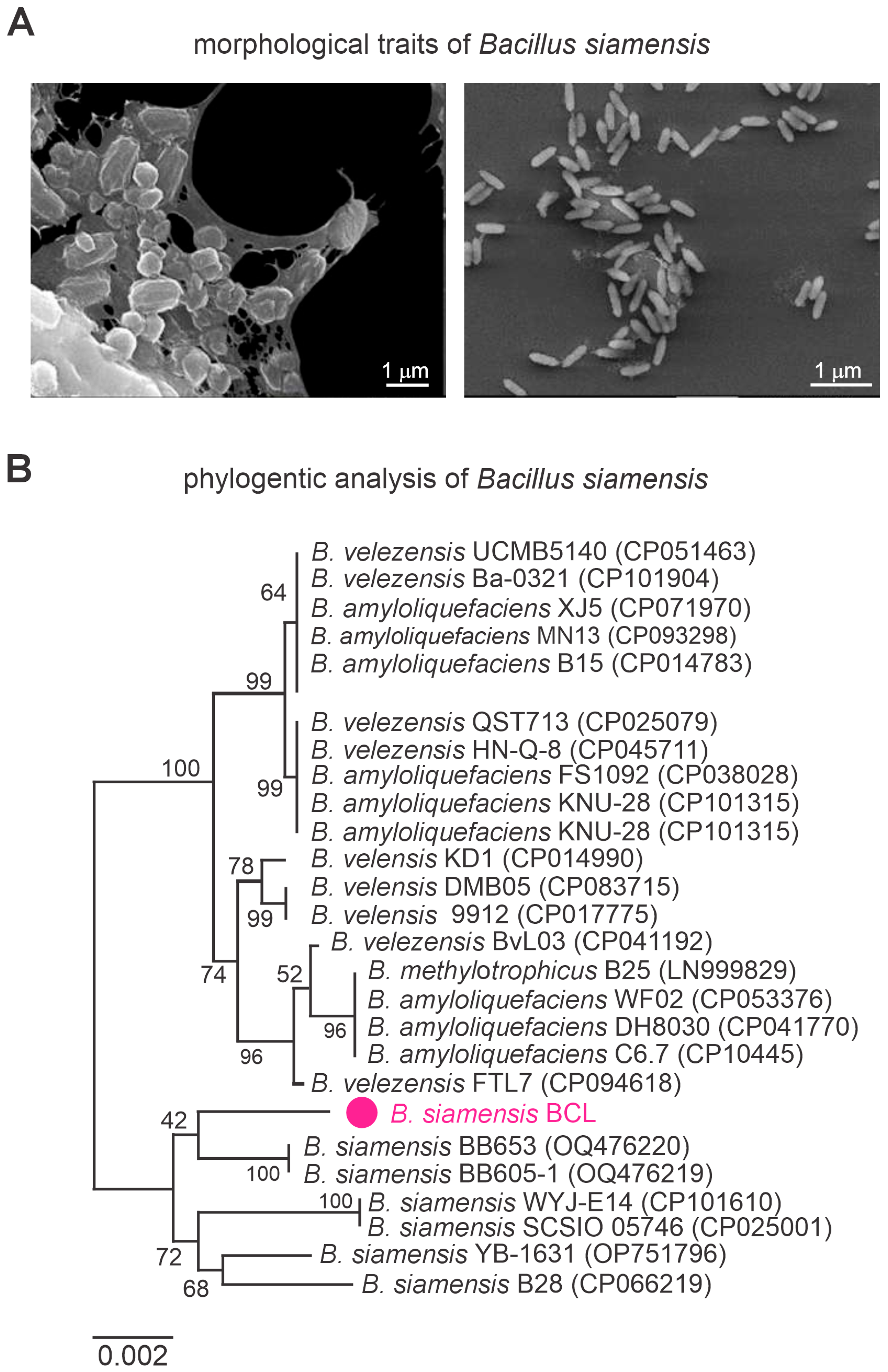 Microorganisms 13 01366 g002