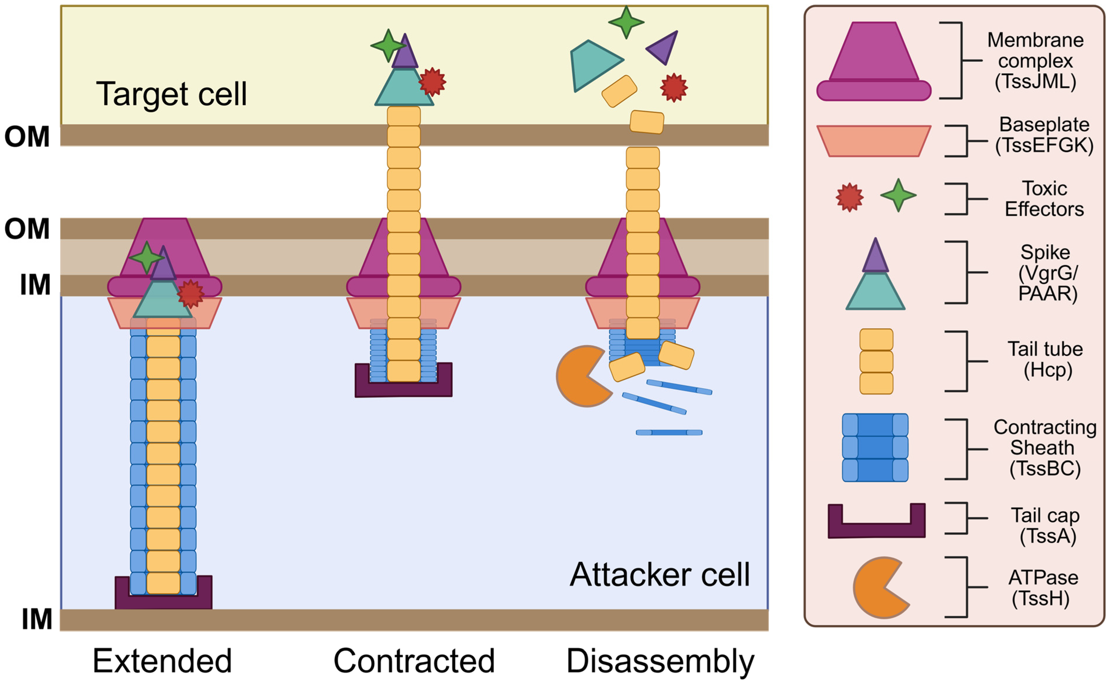 Microorganisms 13 01370 g001