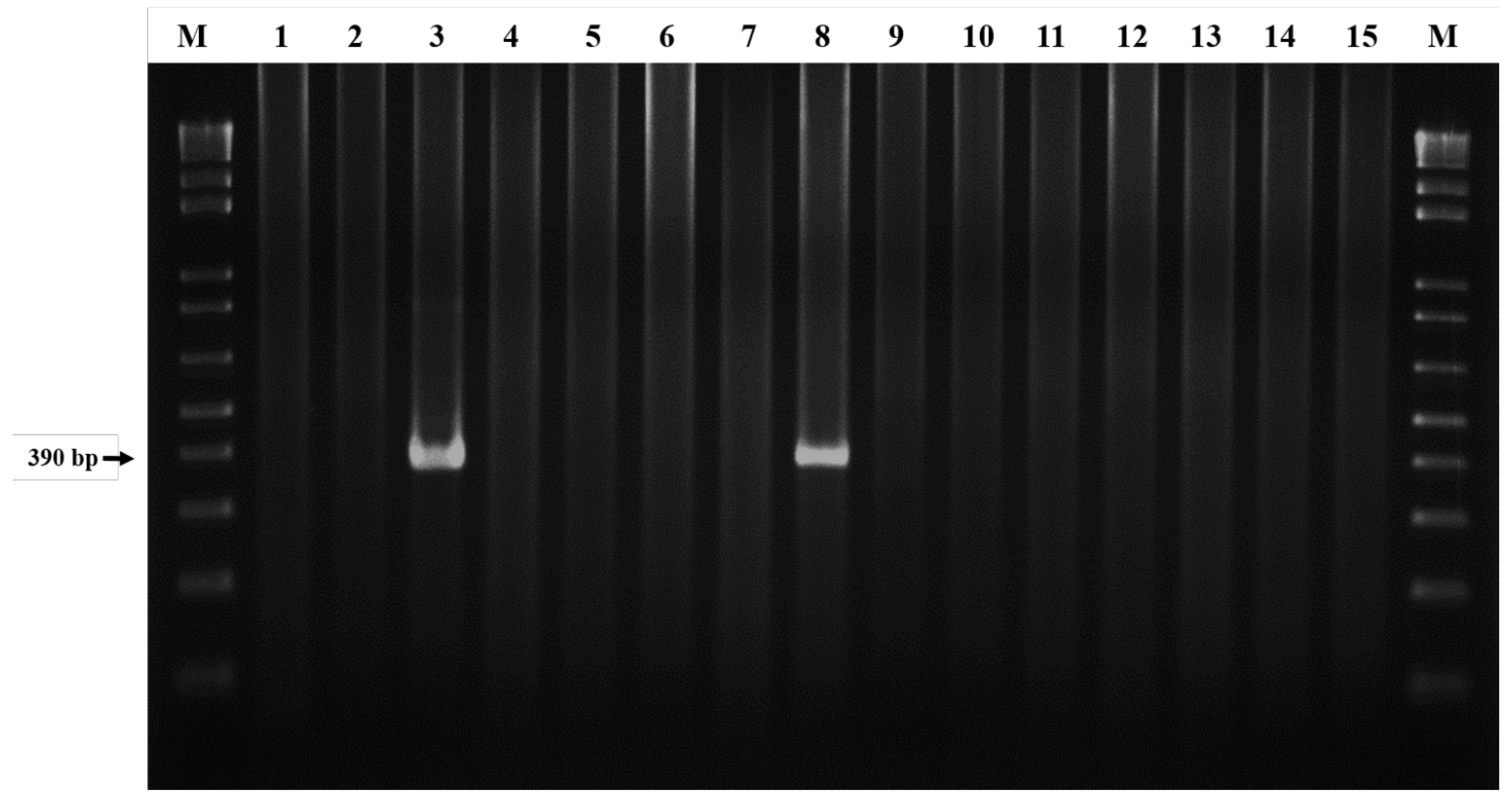 Microorganisms 13 01372 g001