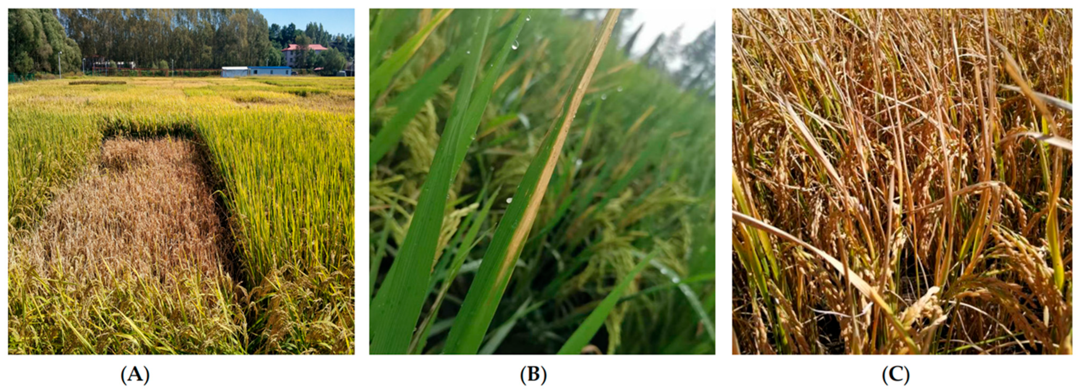 Microorganisms 13 01376 g001