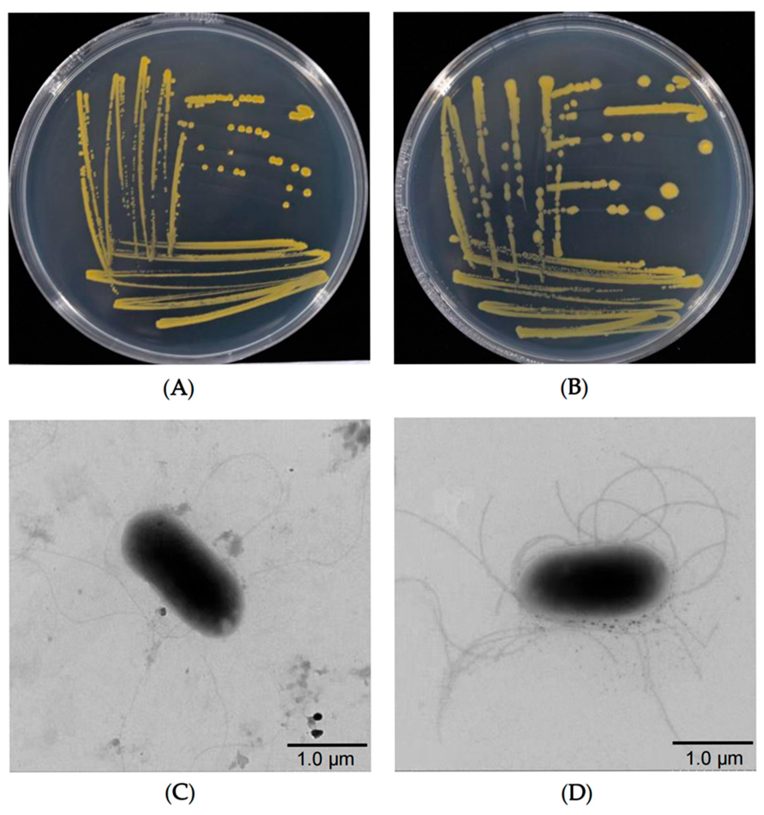 Microorganisms 13 01376 g002