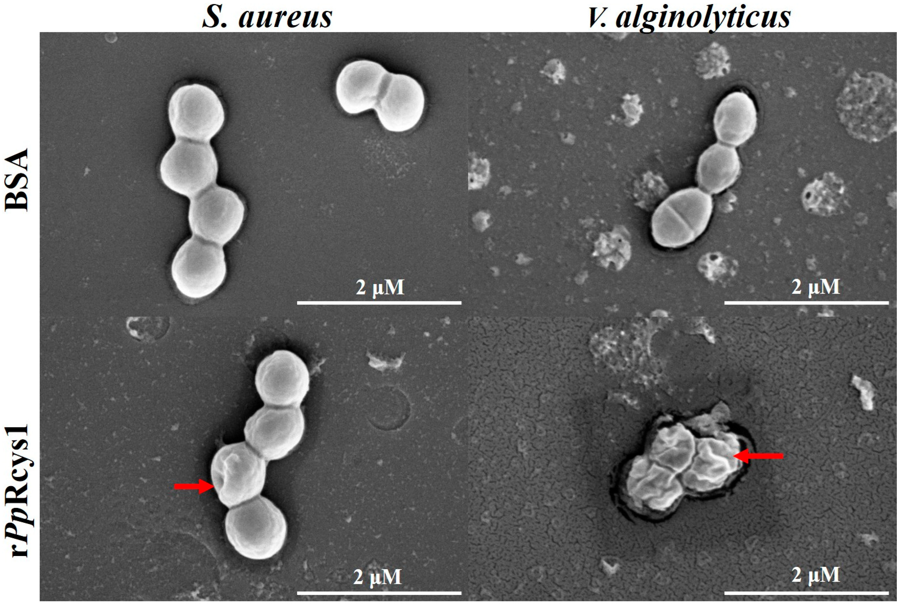 Microorganisms 13 01381 g005 Microorganisms 13 01381 g005