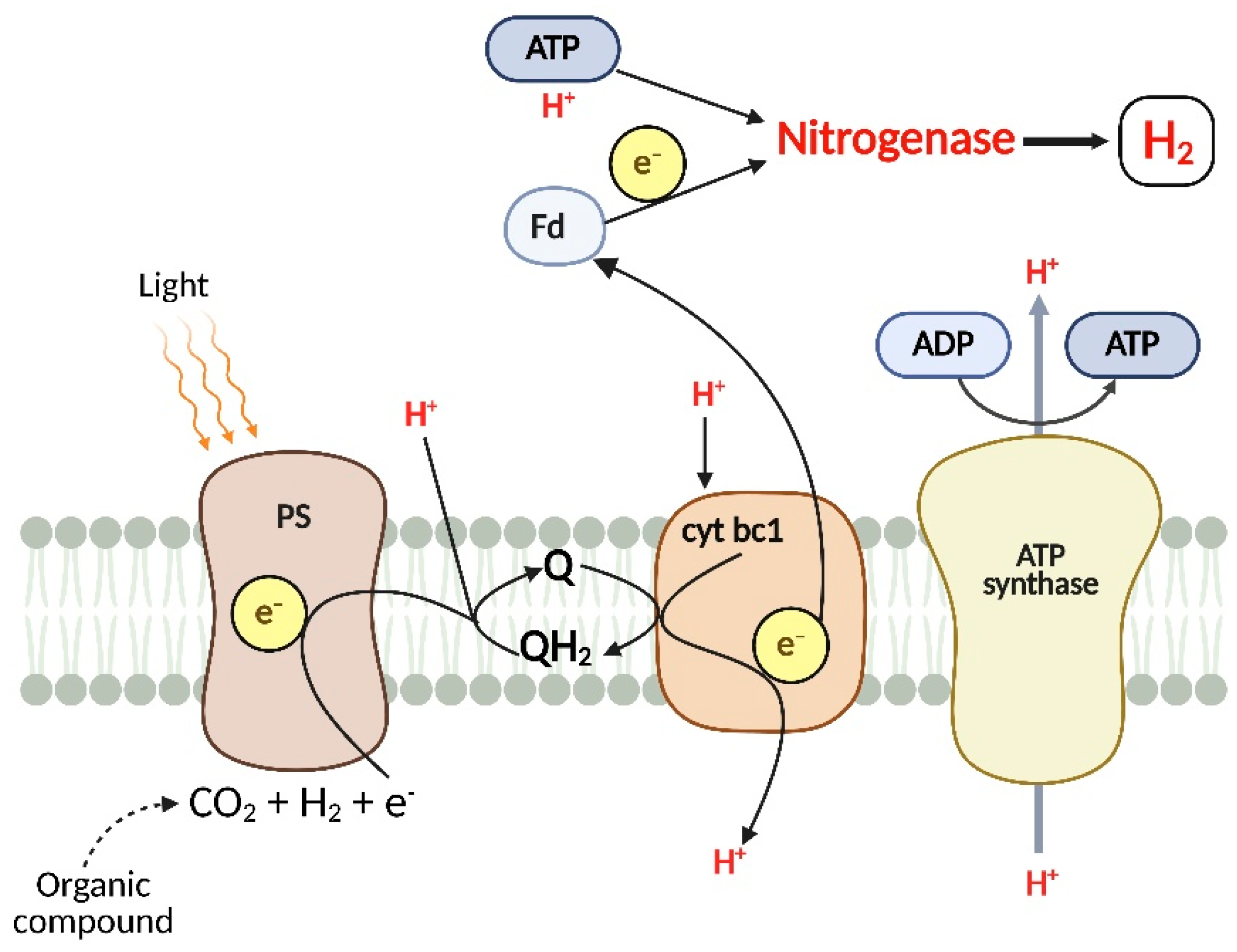 Microorganisms 13 01386 g001