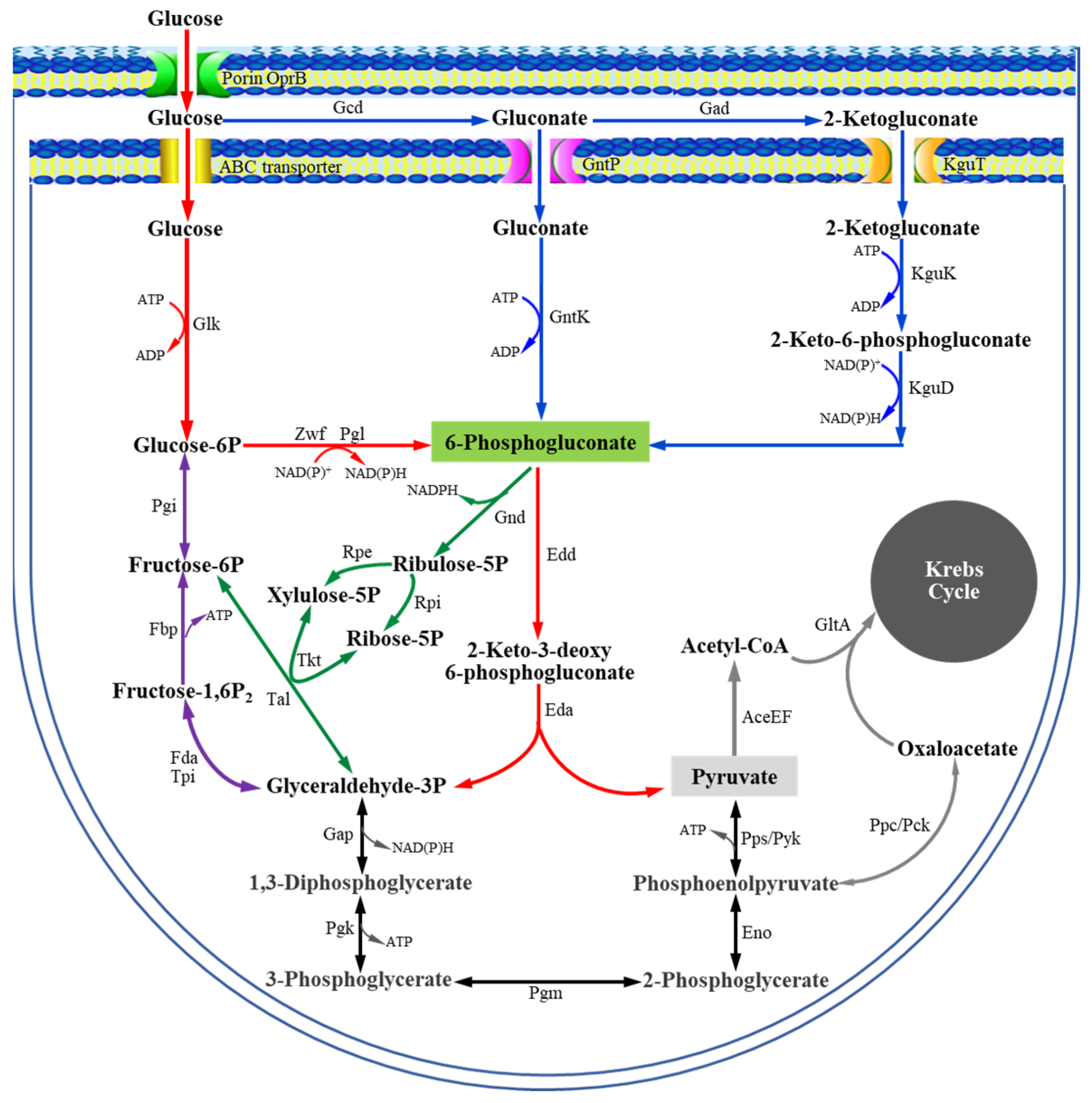 Microorganisms 13 01395 g001 Microorganisms 13 01395 g001