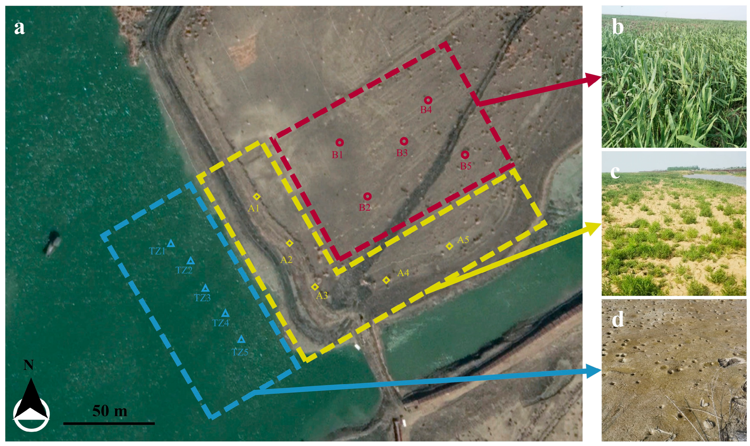 Microorganisms 13 01399 g001