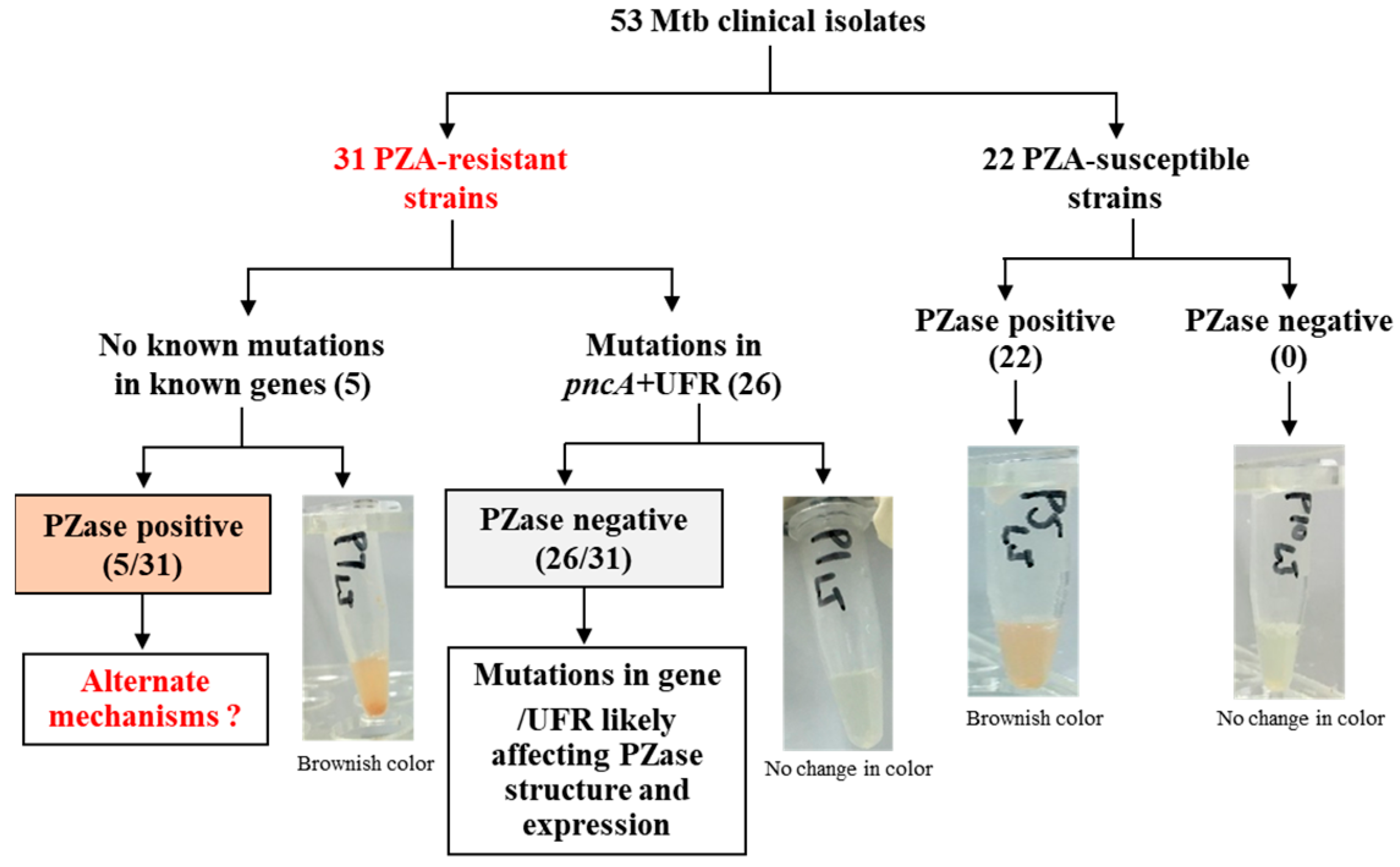 Microorganisms 13 01401 g001