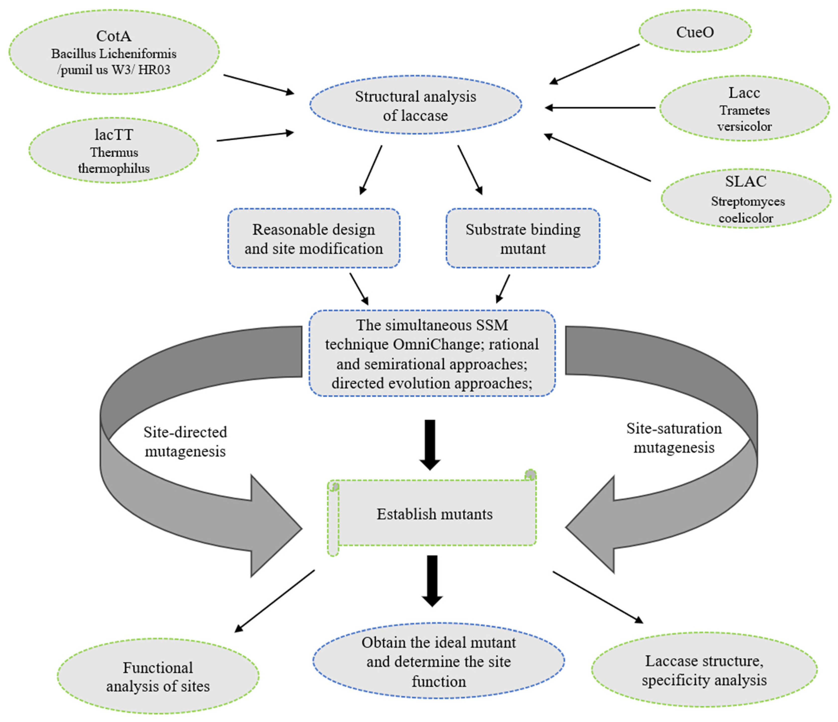 Microorganisms 13 01422 g003