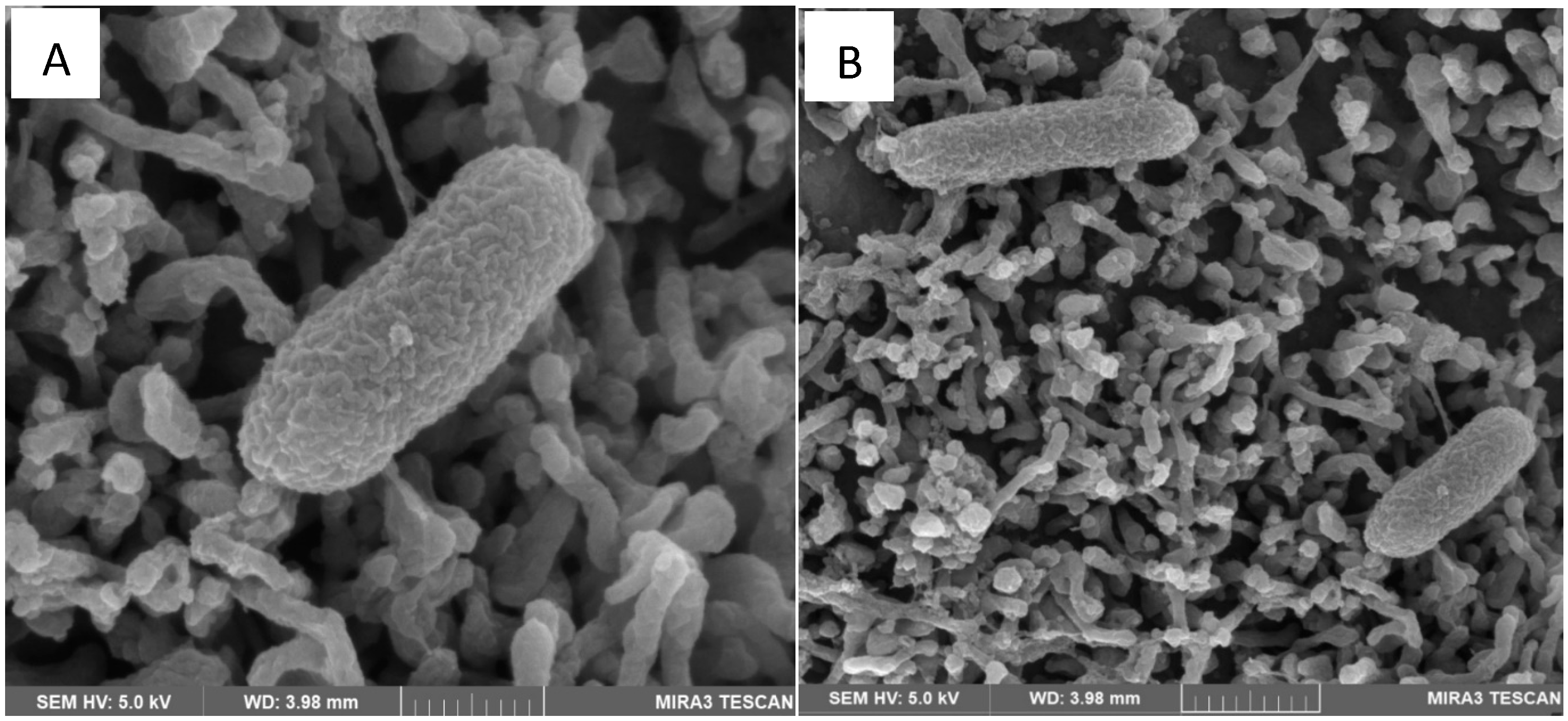 Microorganisms 13 01428 g001