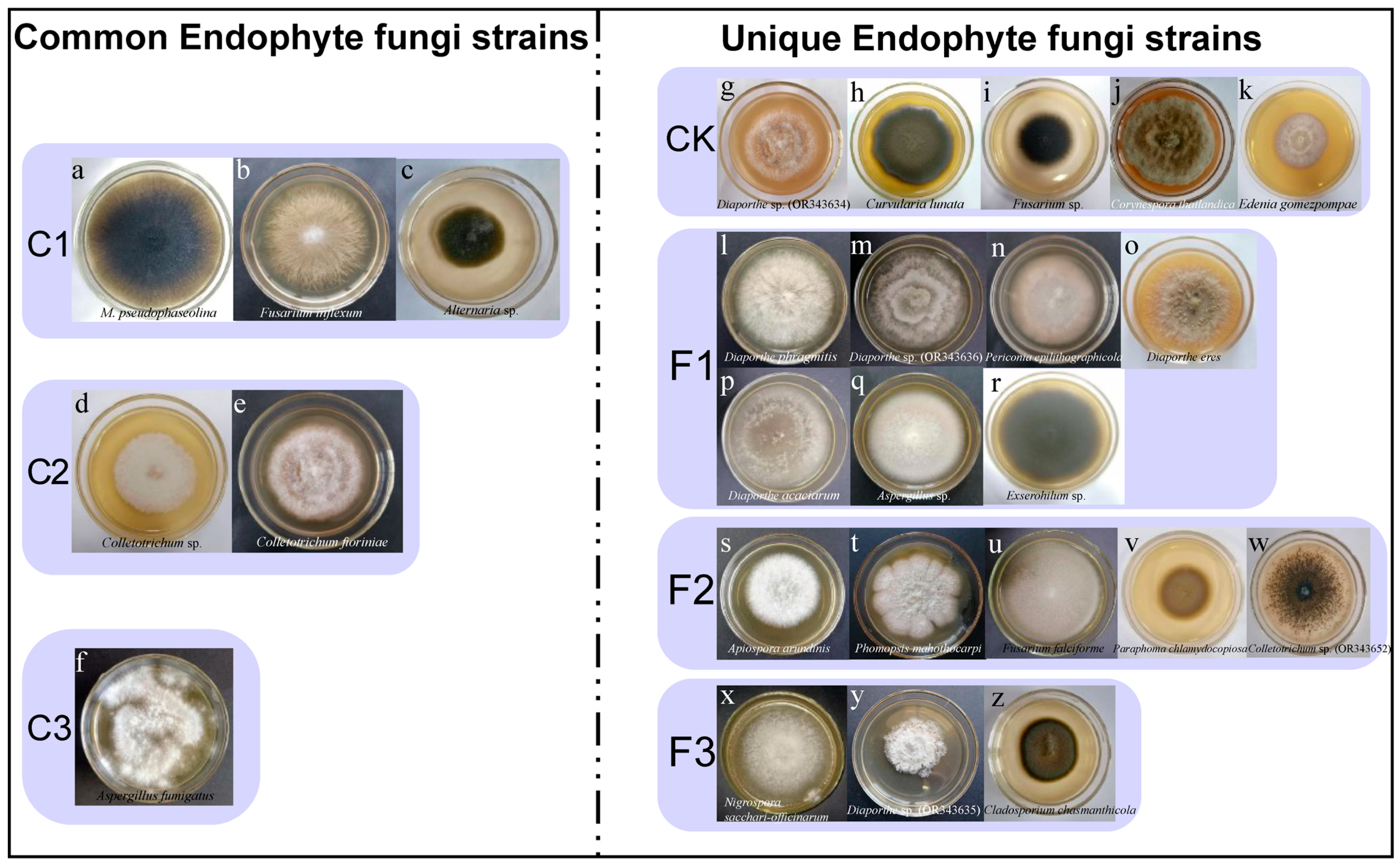 Microorganisms 13 01429 g010