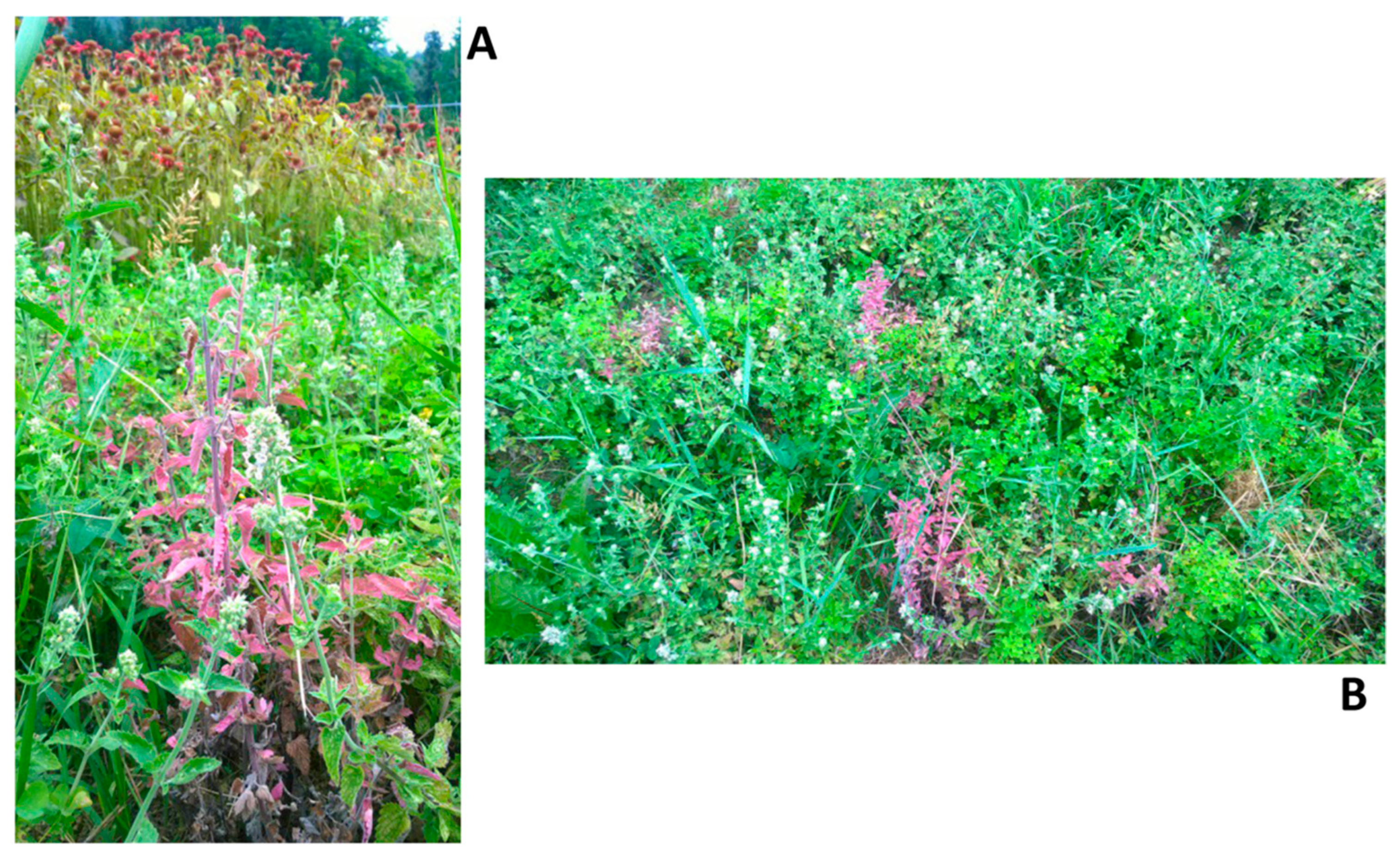 Microorganisms 13 01444 g001 Microorganisms 13 01444 g001