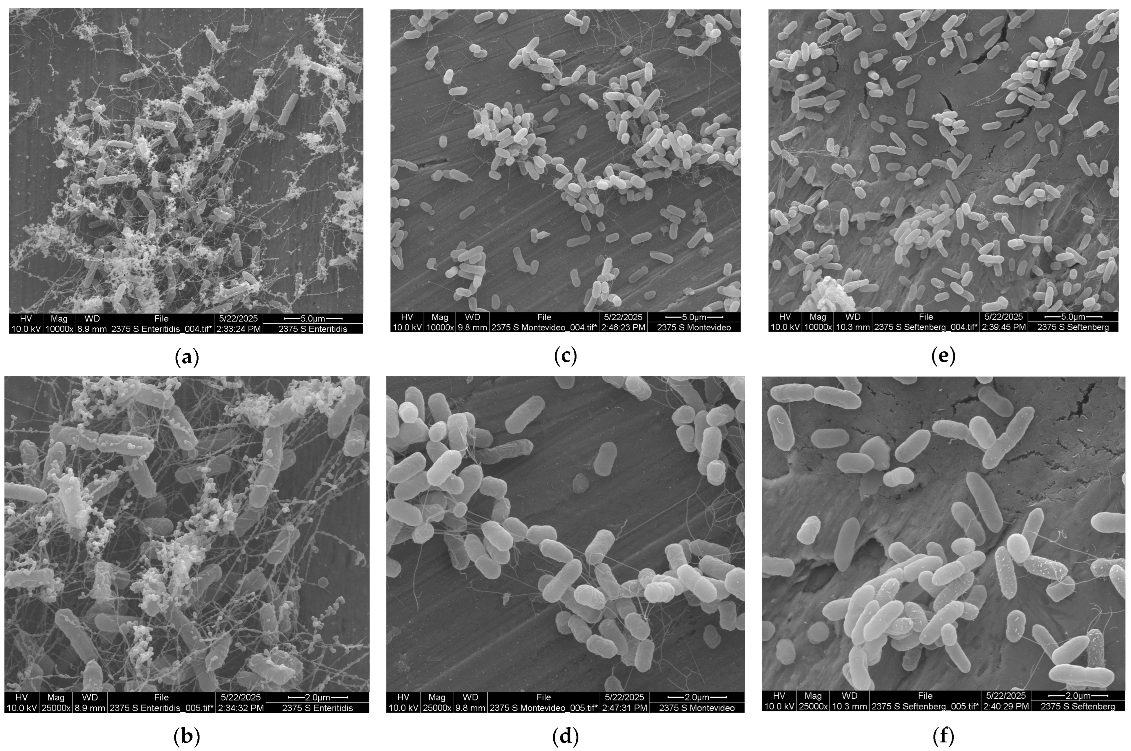 Microorganisms 13 01446 g002