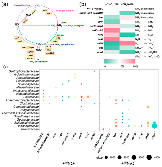 Ammonium-Generating Microbial Consortia in Paddy Soil Revealed by