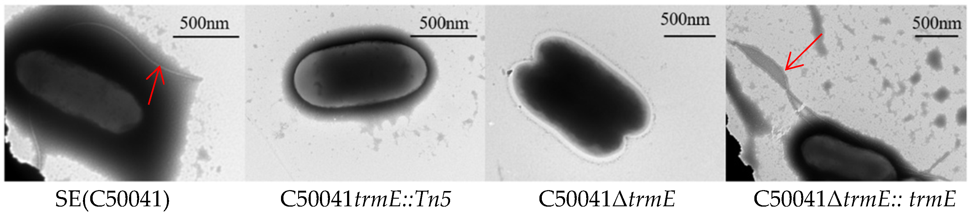 Microorganisms 13 01455 g004