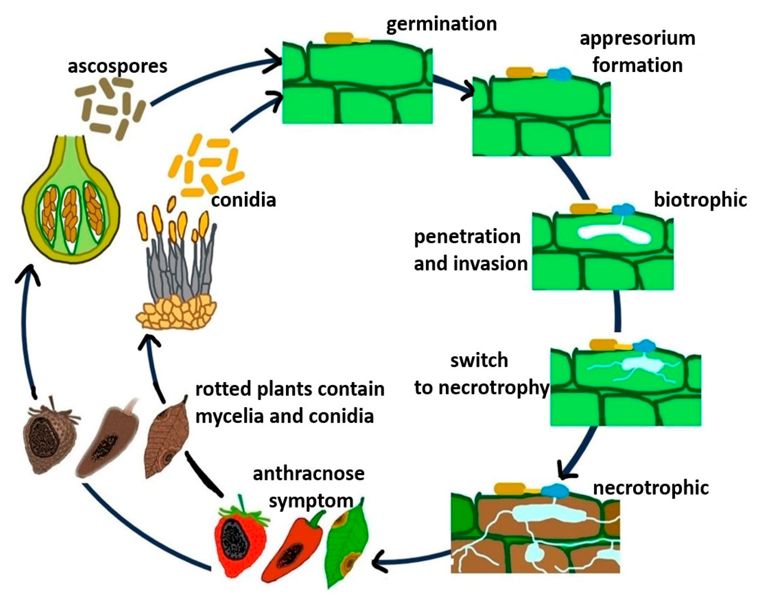 Microorganisms 13 01465 g002