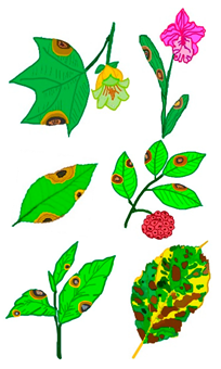 Microorganisms 13 01465 i002