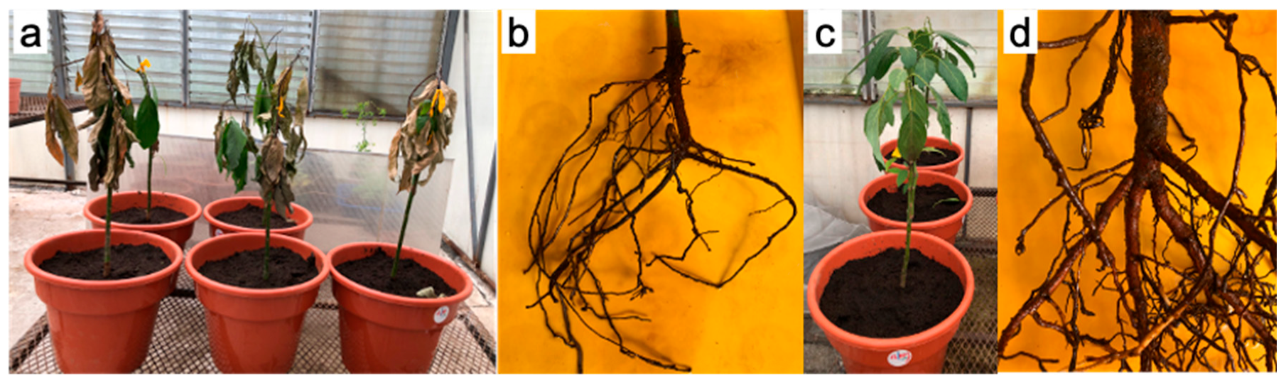 Microorganisms 13 01471 g004