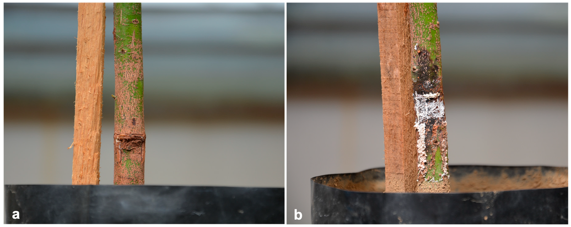 Microorganisms 13 01471 g005